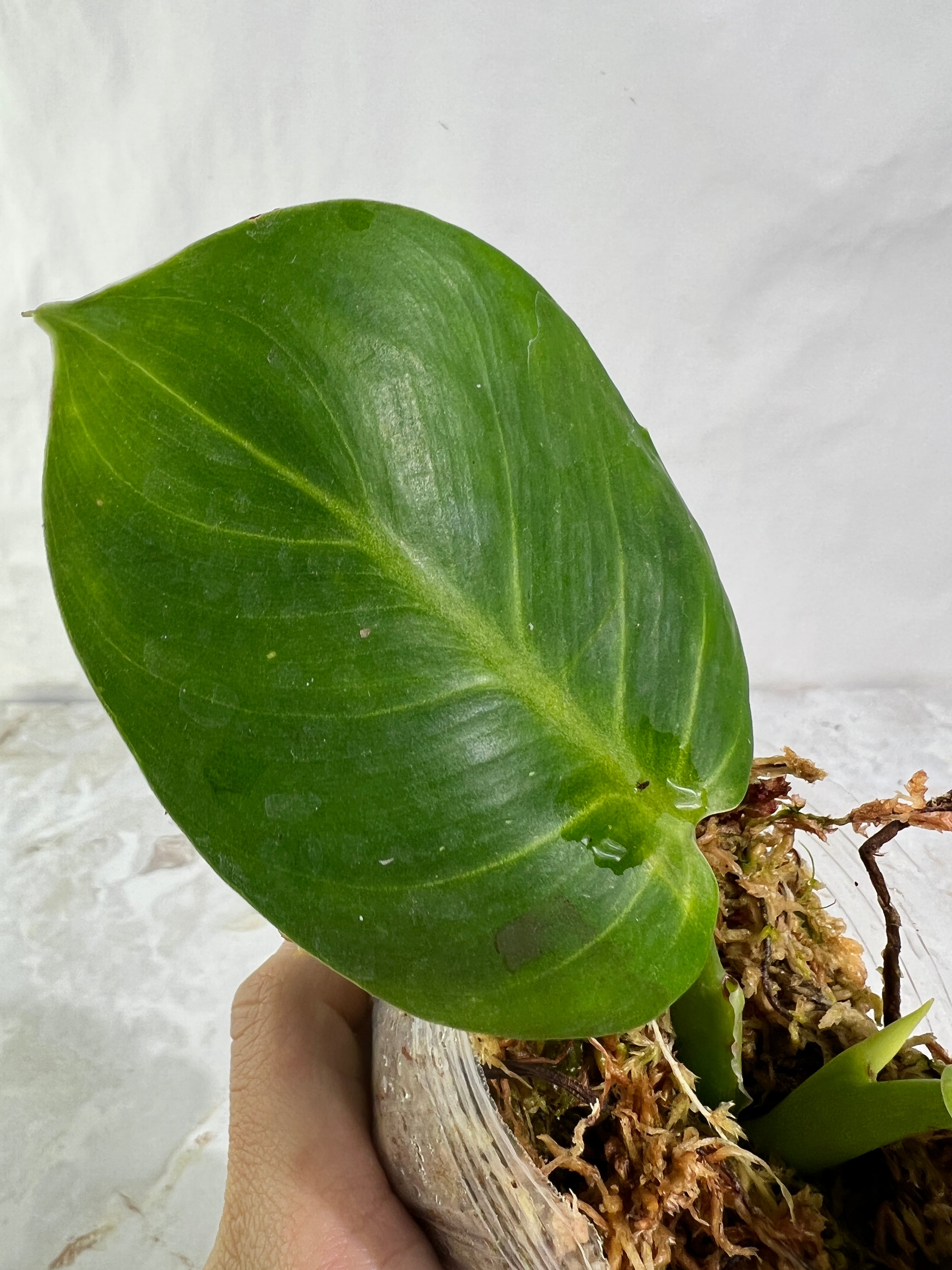 Philodendron white wizard slightly rooted  2 leaves 1 sprout top cutting