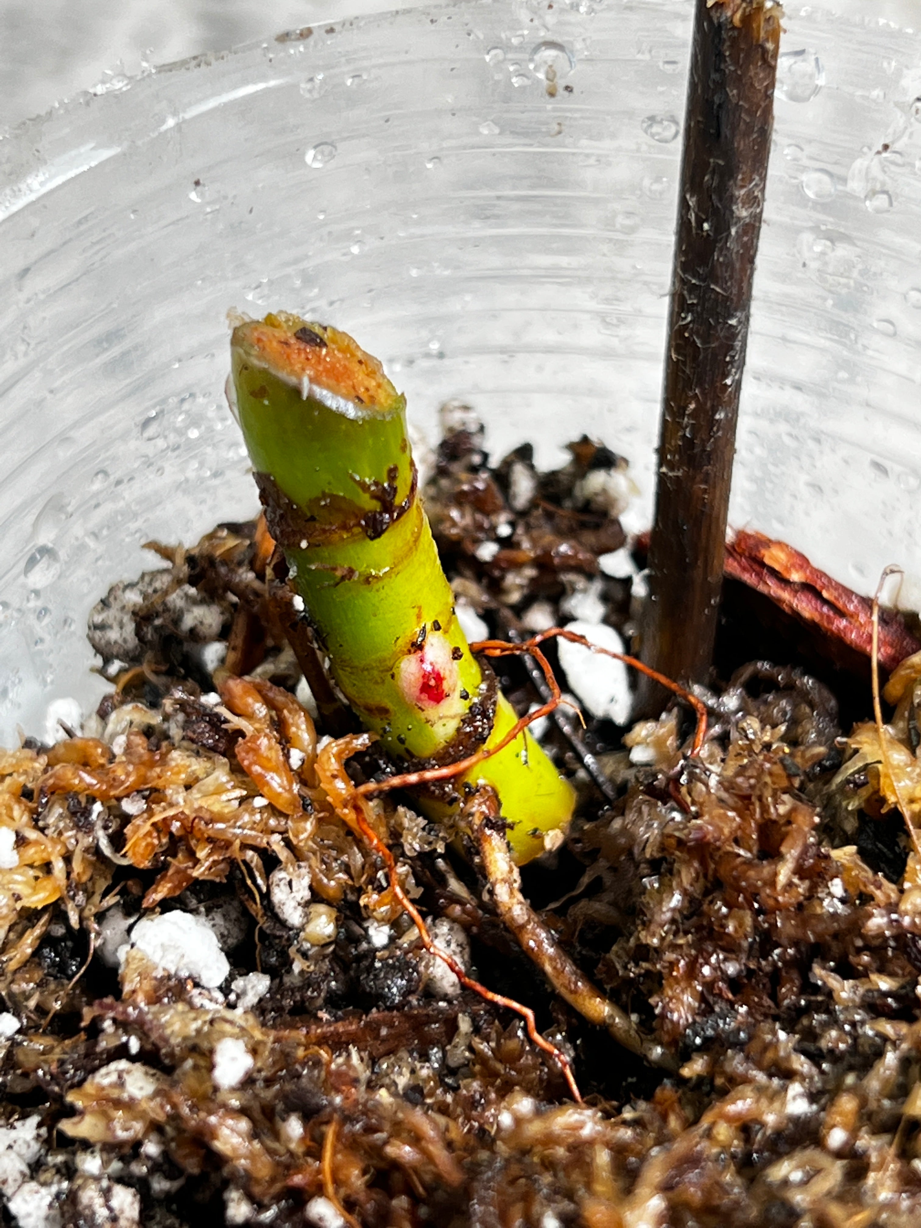 Philodendron white princess rooting node with 3 sprouts from highly Variegated mother plant