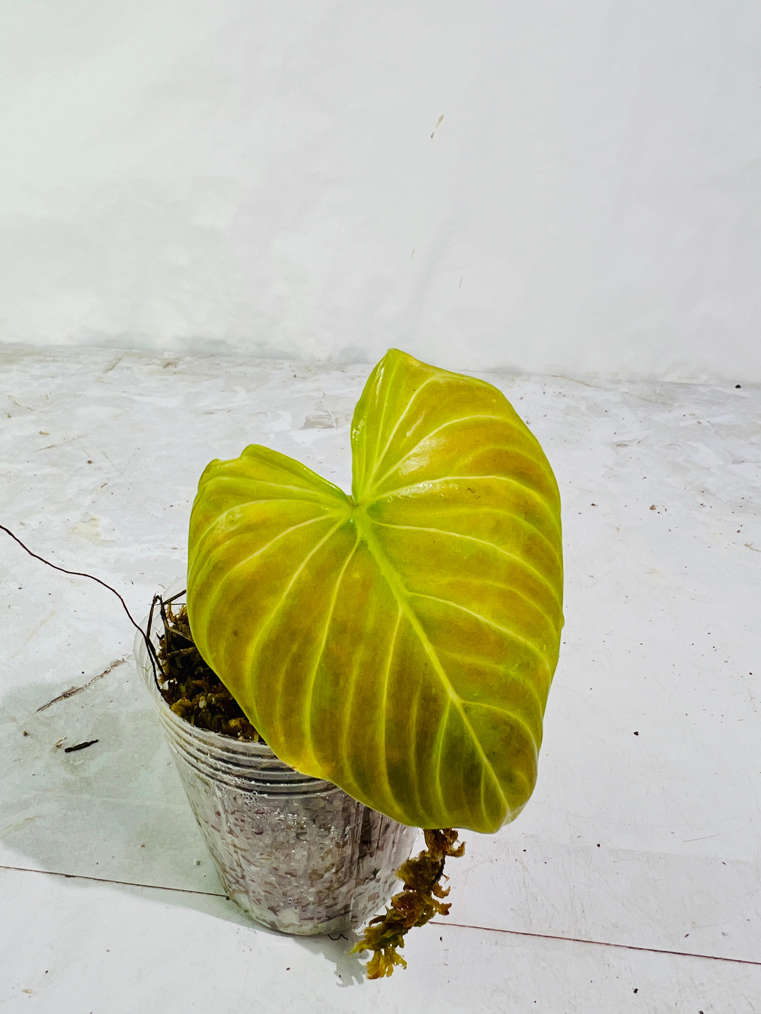 Grower Choice Philodendron splendid 1 leaf 1 sprout top cutting rooted