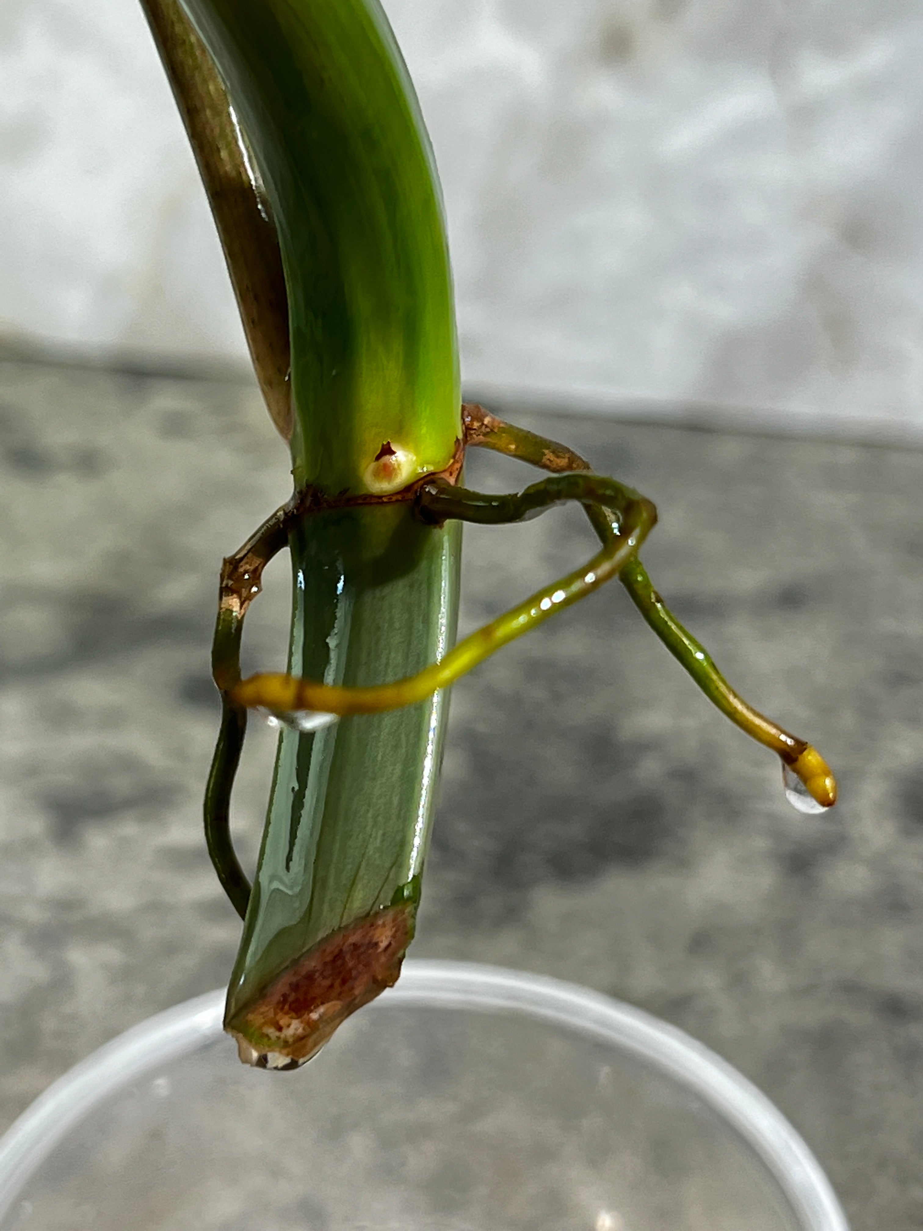 Philodendron Tortum rooting cutting 2 leaves  1 sprout top cutting