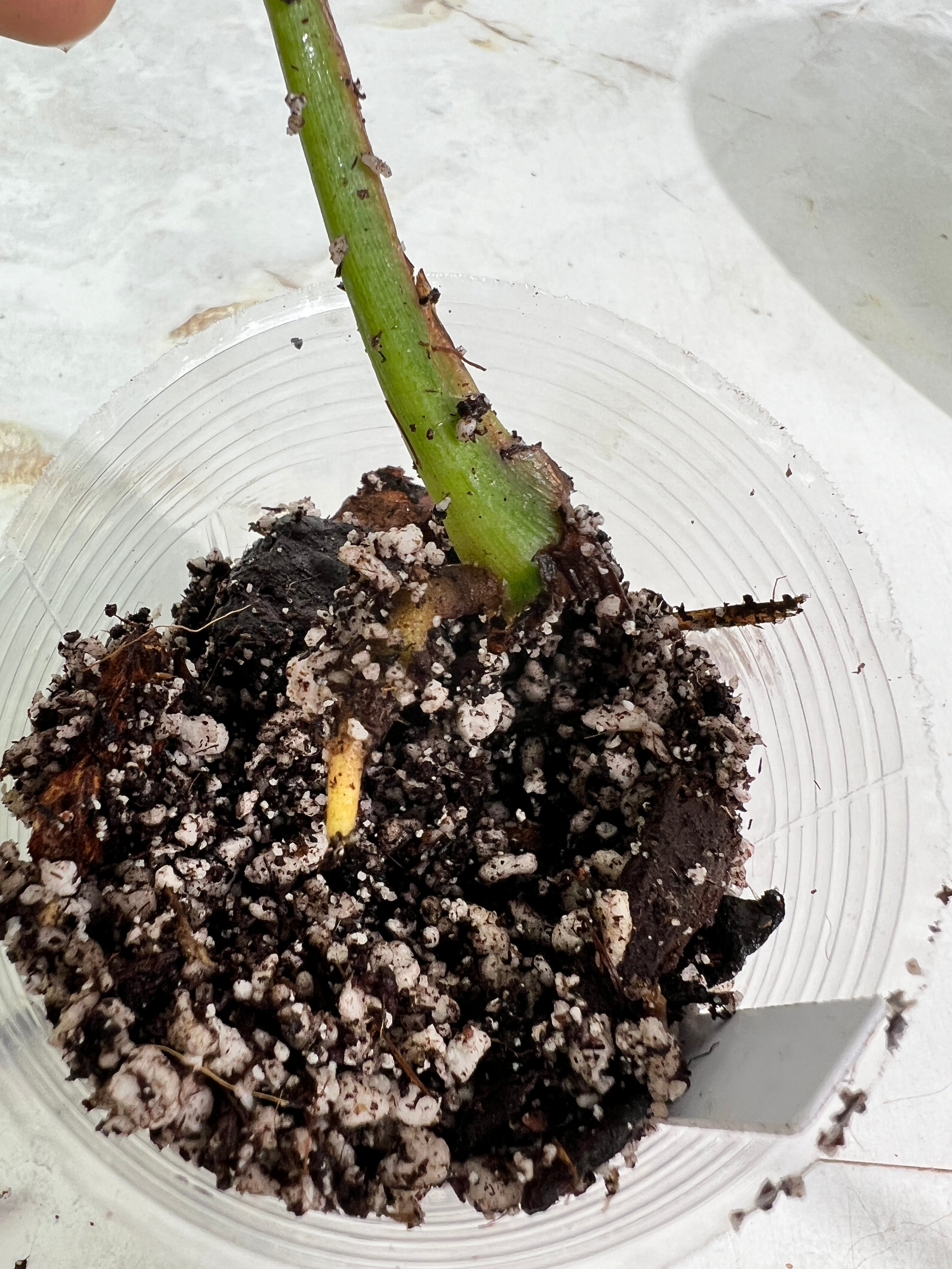 Syngonium green splash rooting in soil 1 leaf