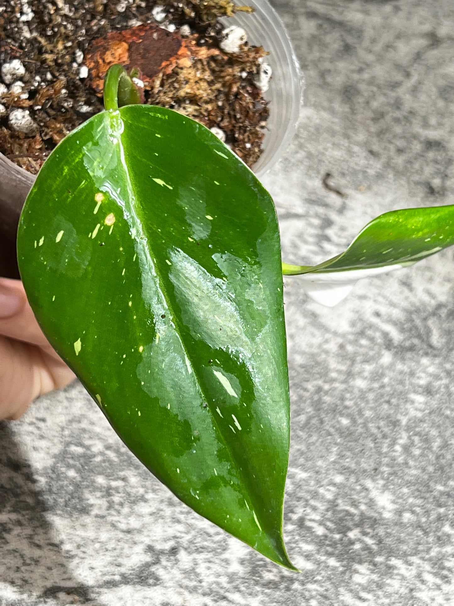 Philodendron white princess slightly rooted  2 leaves  1 sprout half moon top cutting