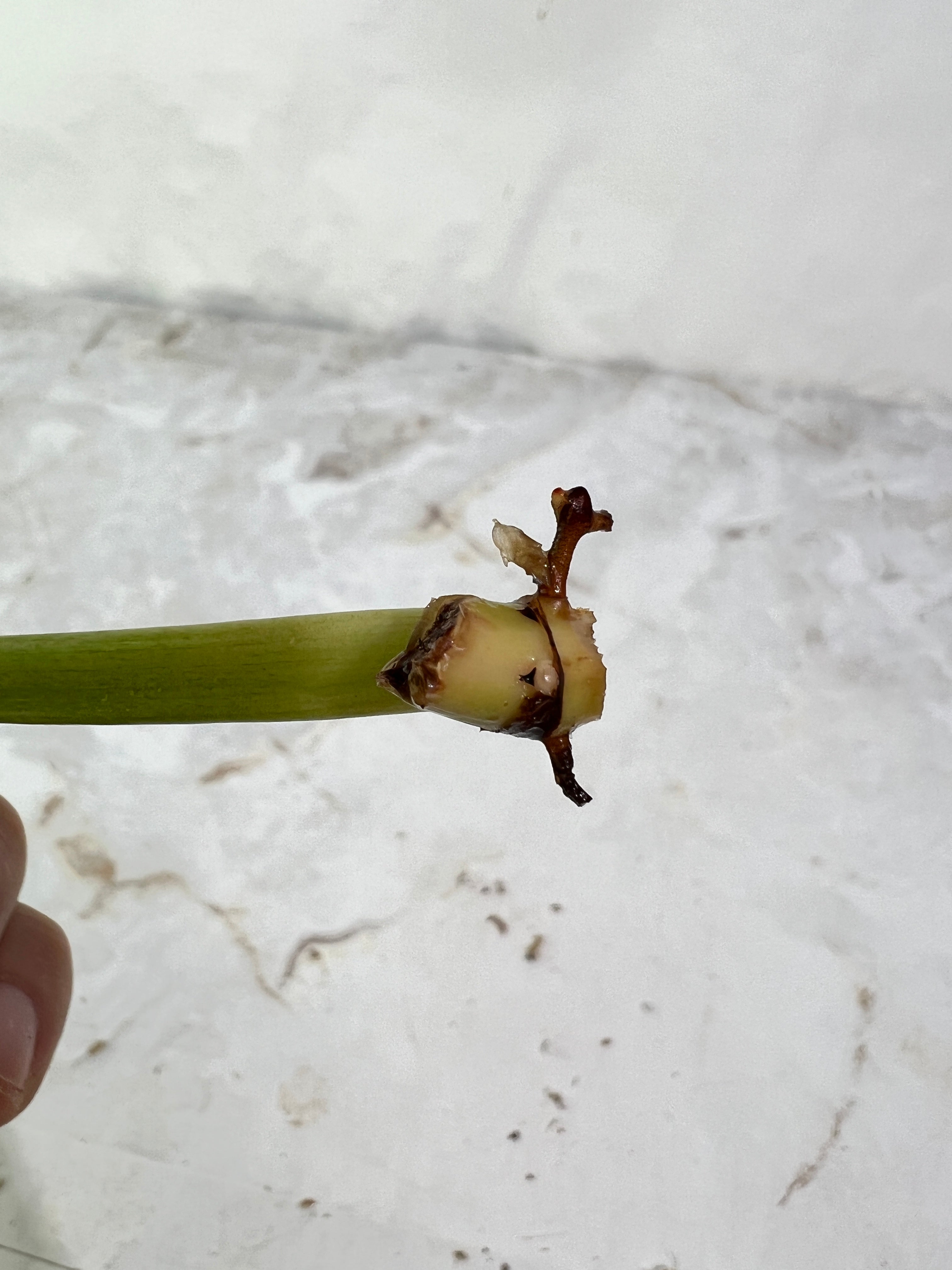 Philodendron ring of fire rooting 1 leaf 1 sprout