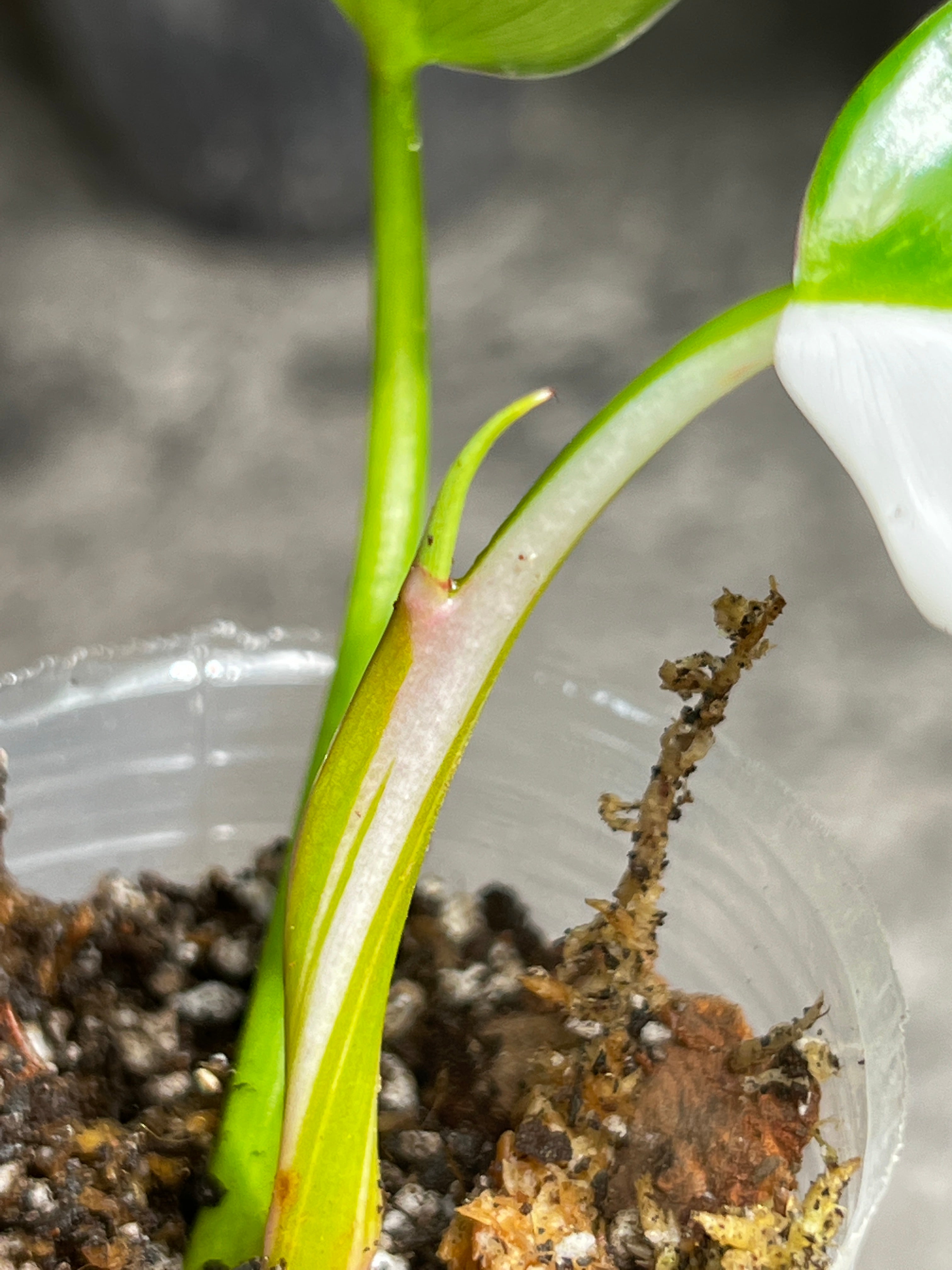 Philodendron white princess slightly rooted  2 leaves  1 sprout half moon top cutting