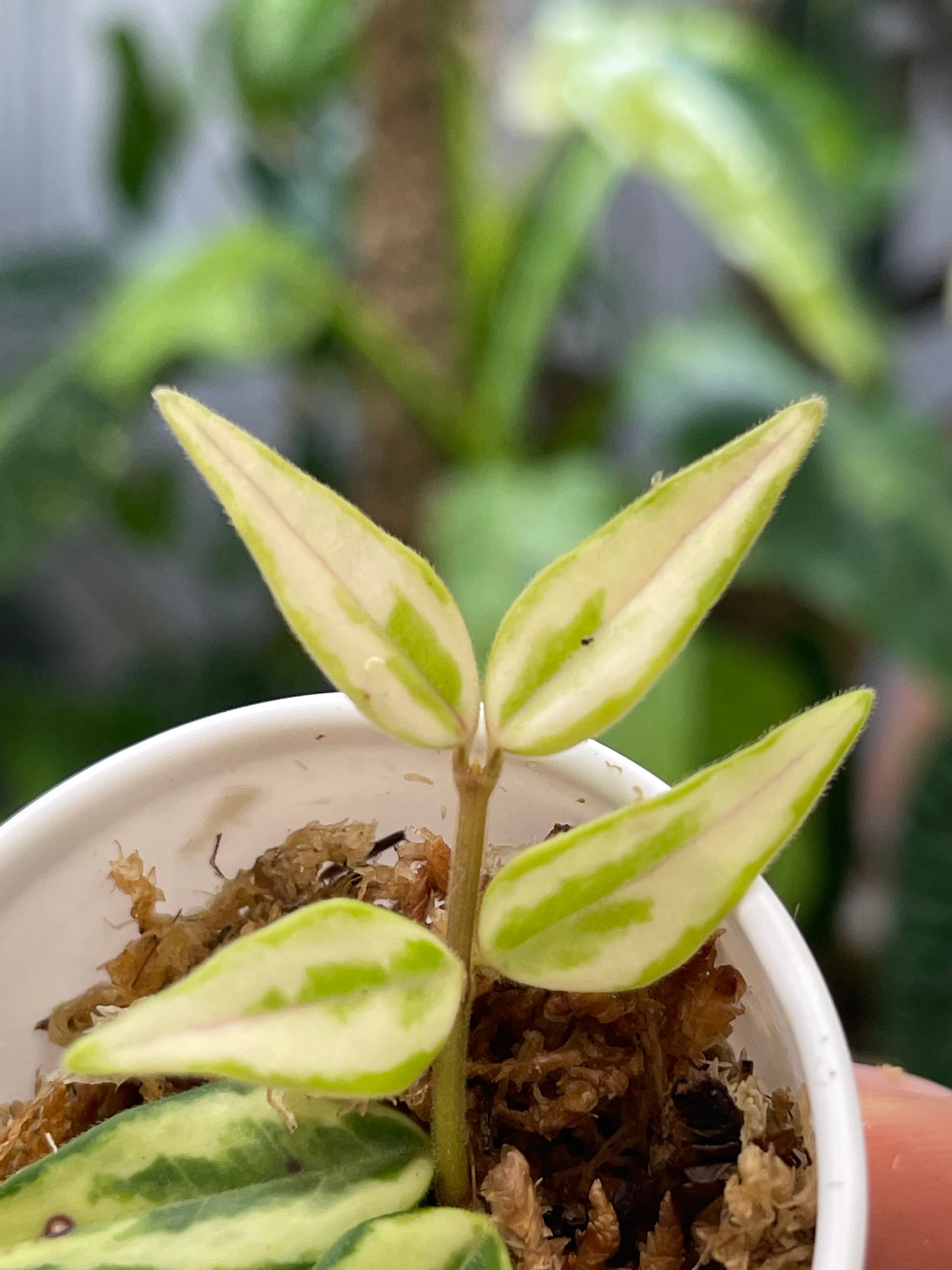 Private sale: hoya luis bois rooting cutting