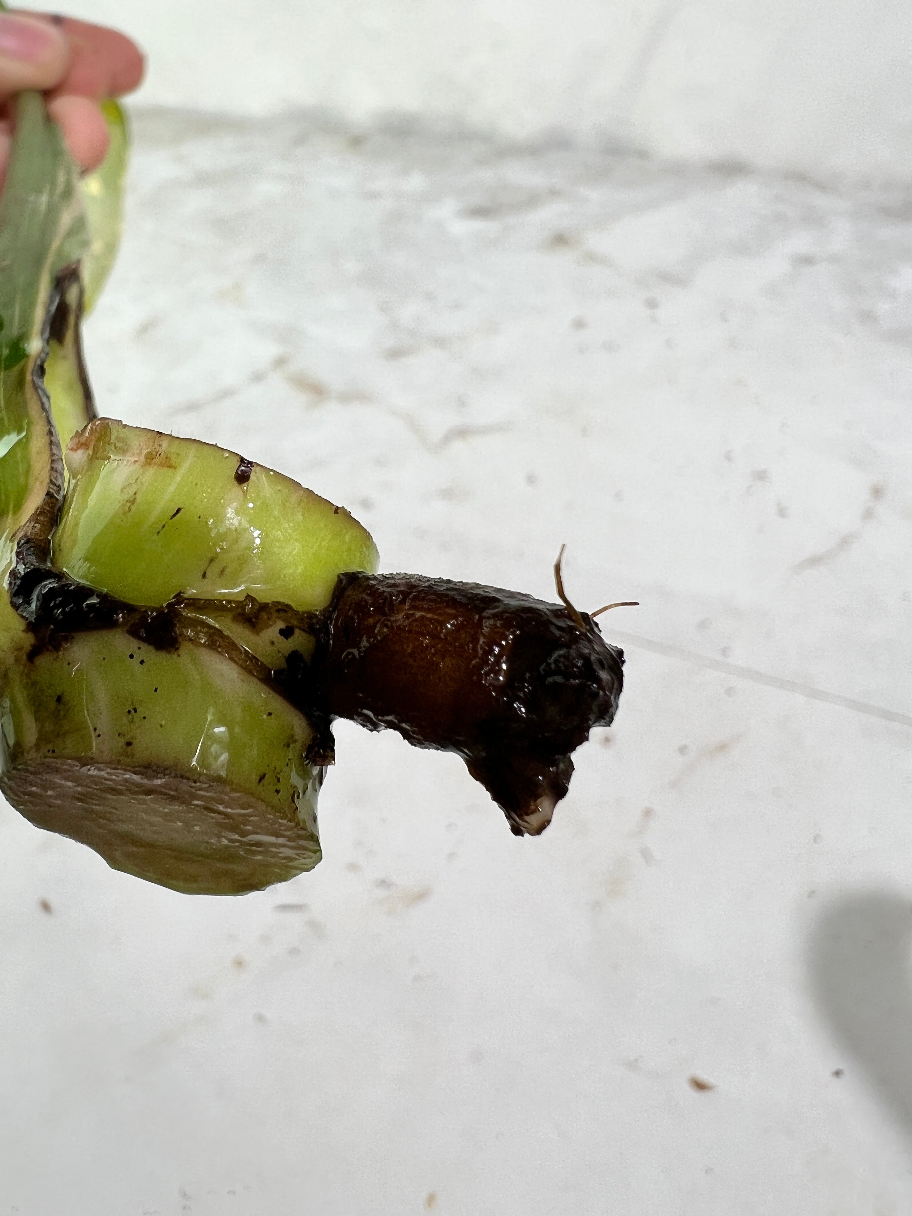 Monstera Thai Constellations rooting cutting