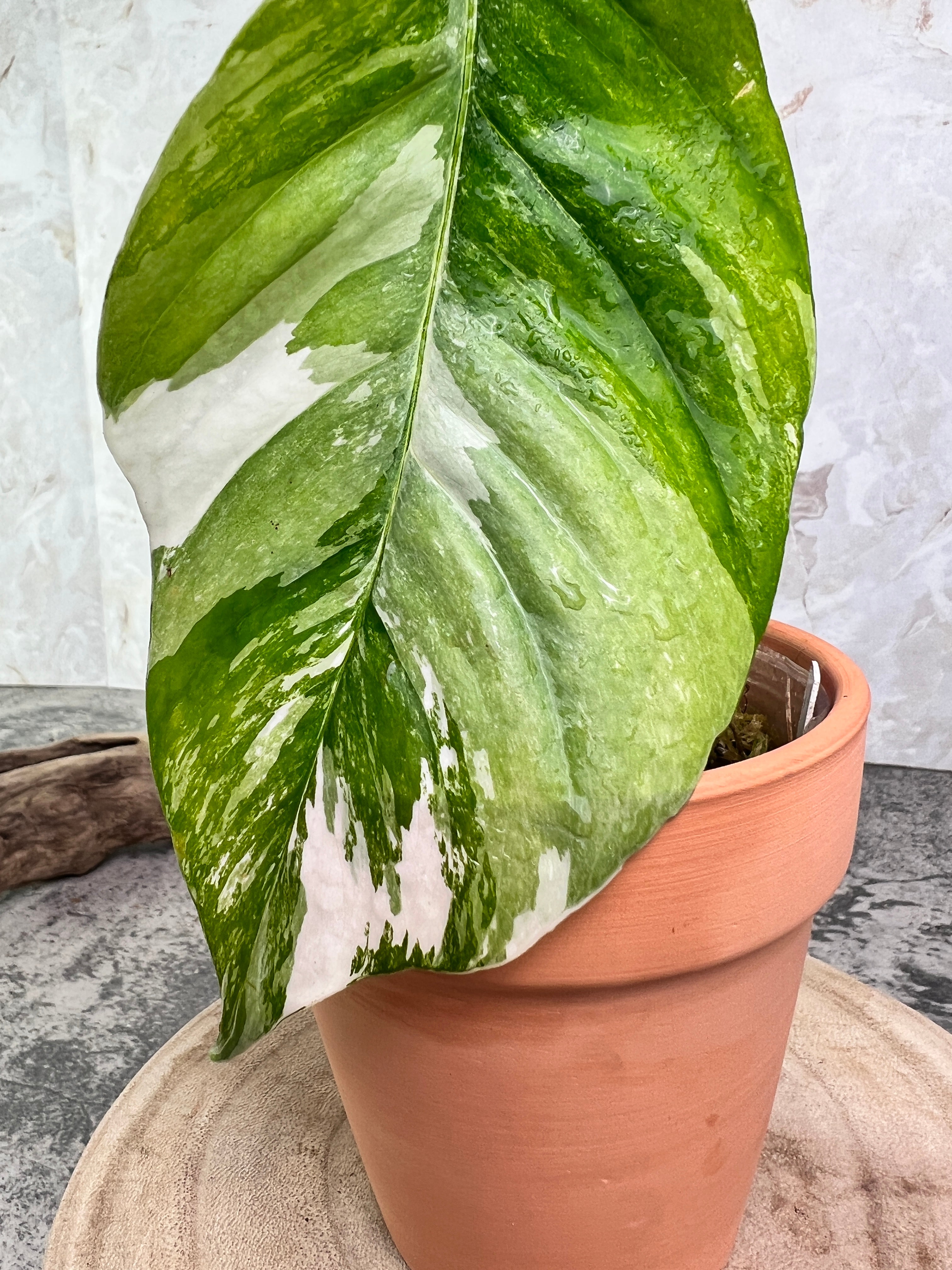 Epipremnum pinnatum variegated 2 leaves rooted