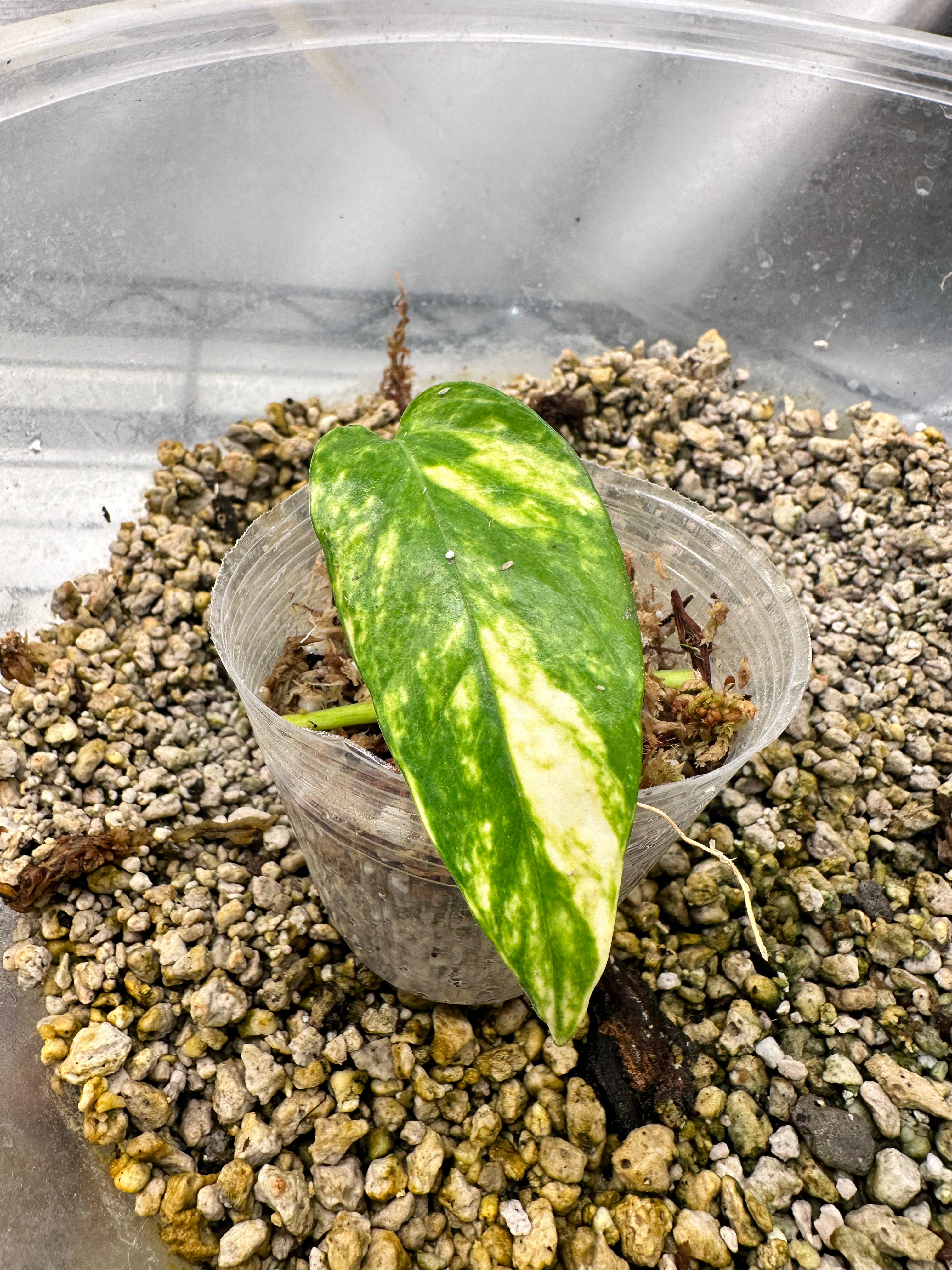 Epipremnum golden flame 1 leaf Rooting