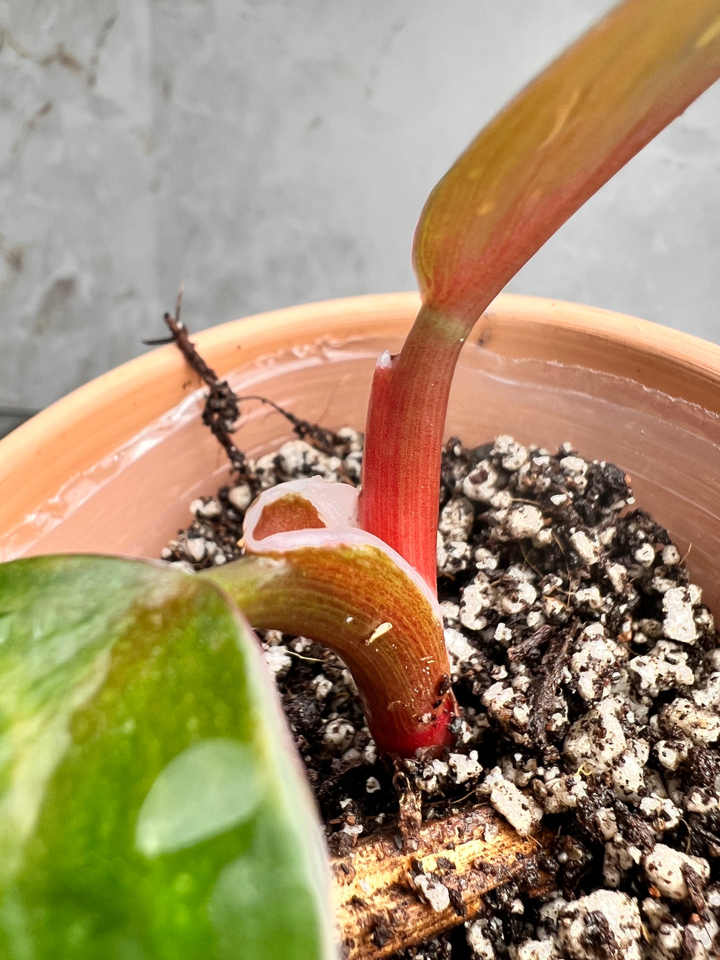 Philodendron white knight tricolor rooting 2 leaves 1 highly Variegated  sprout