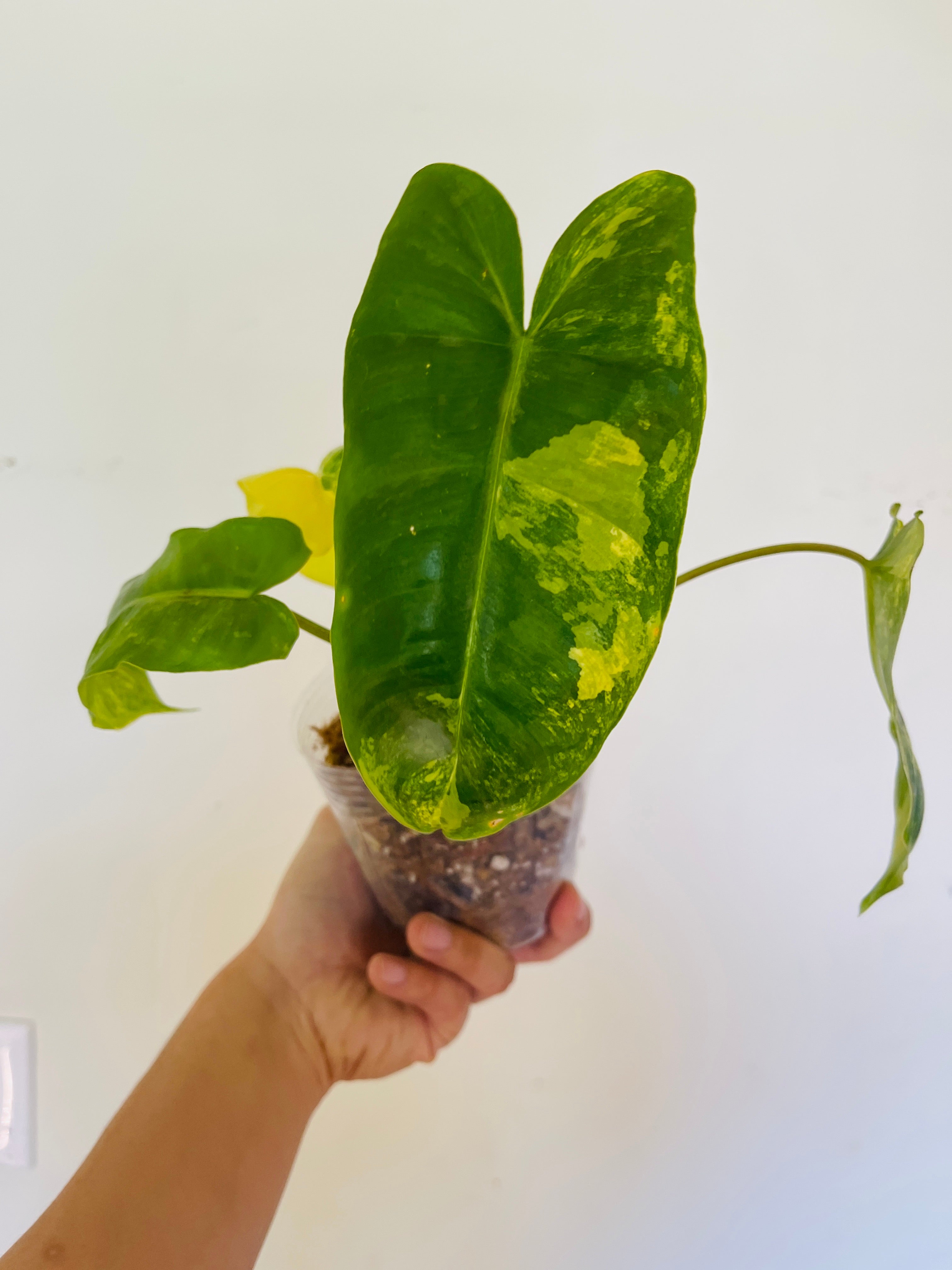 Philodendron Burle Marx Variegated 5 leaves and 4 new leaves in furling