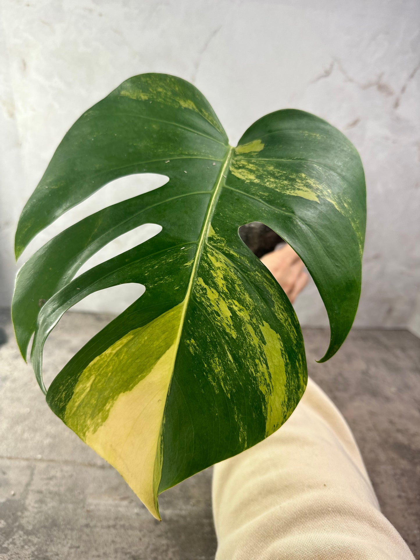 Monstera aurea tricolor 1 leaf