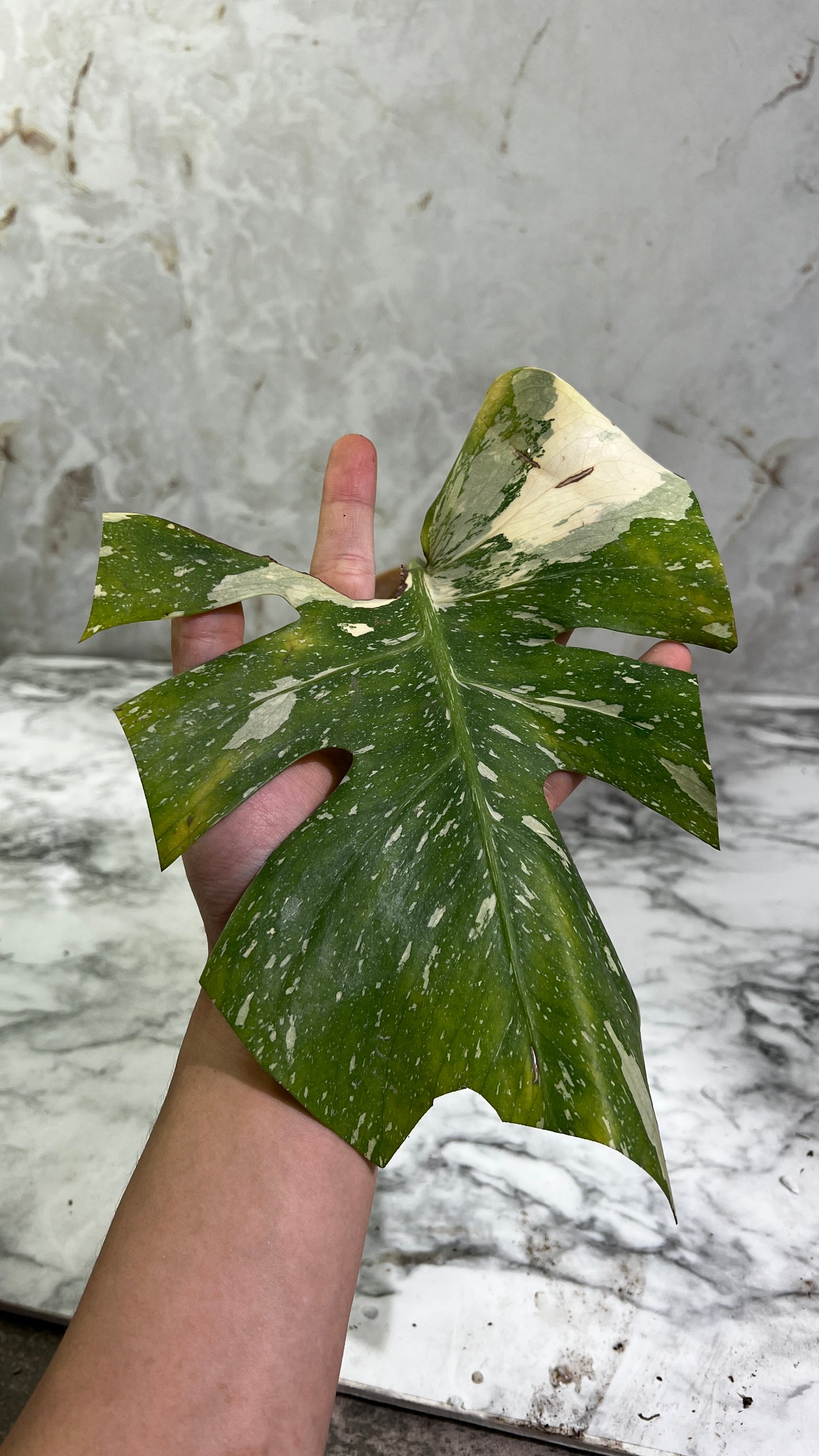 Monstera Thai Constellations rooted 1 leaf