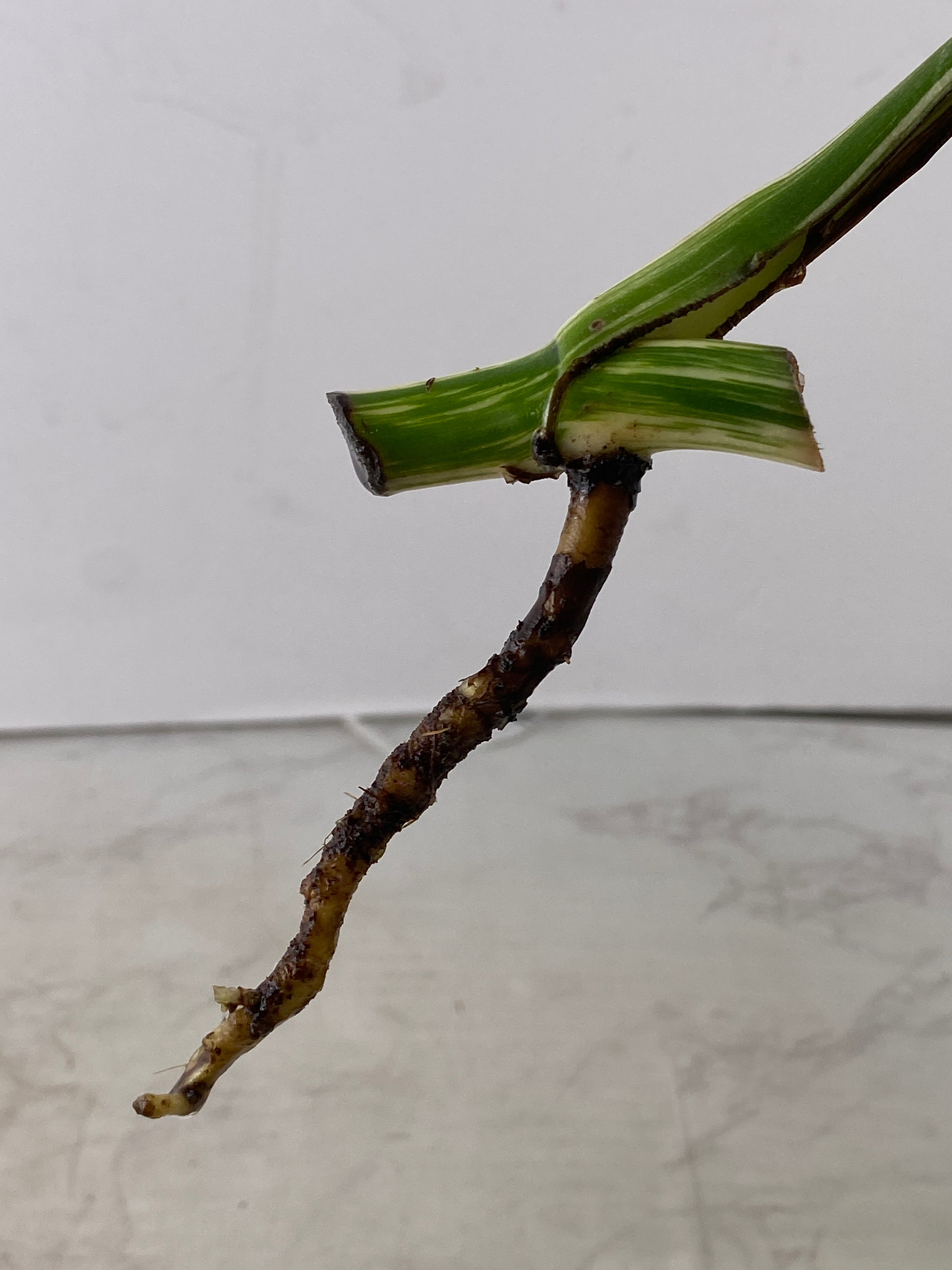 Monstera white tiger 1 leaf