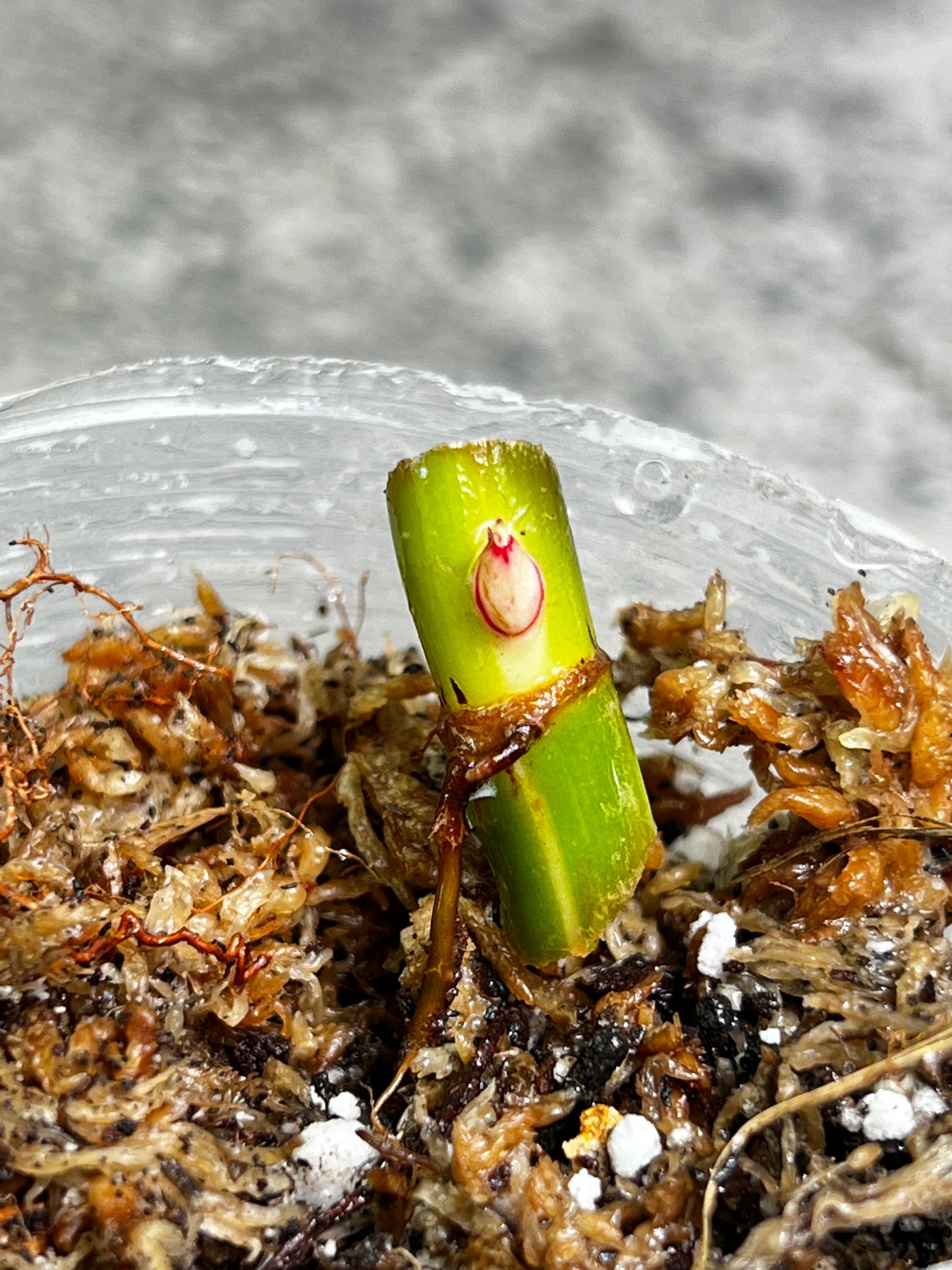 Philodendron white princess node with 1 sprout  from highly Variegated mother plant rooting