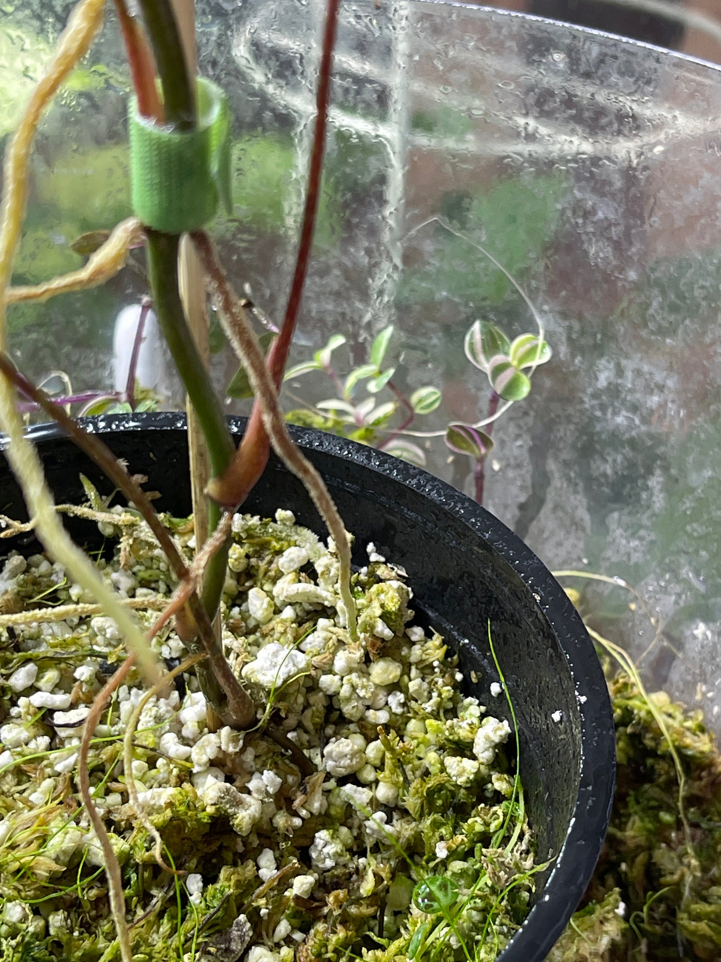 Anthurium cutucuense rooted 4 leaves