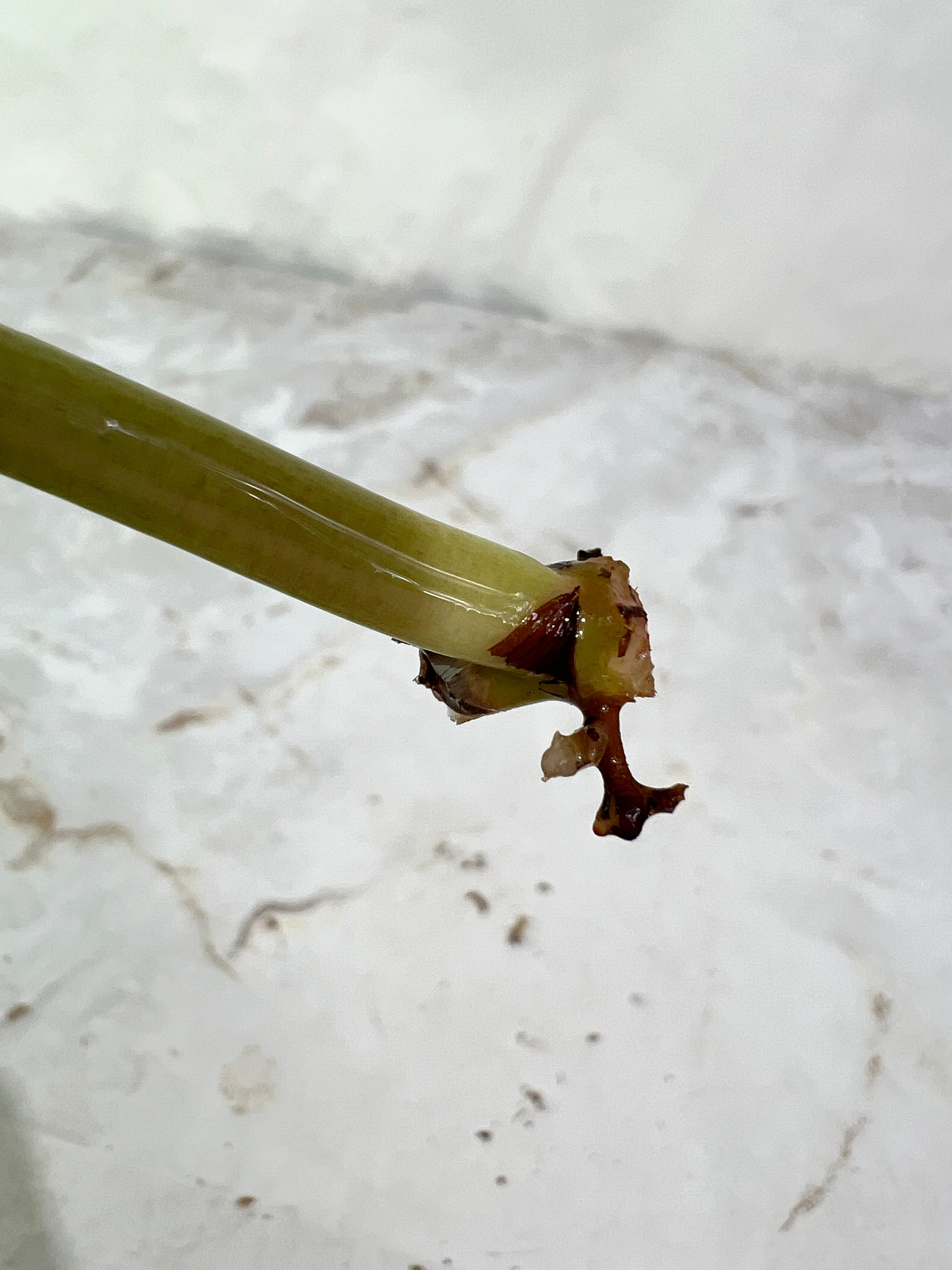 Philodendron ring of fire rooting 1 leaf 1 sprout