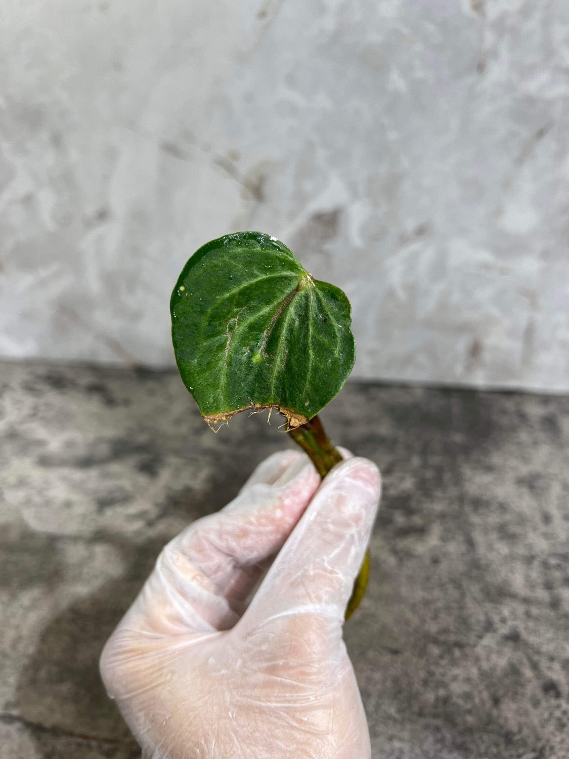 Anthurium king clarinevium 1 leaf