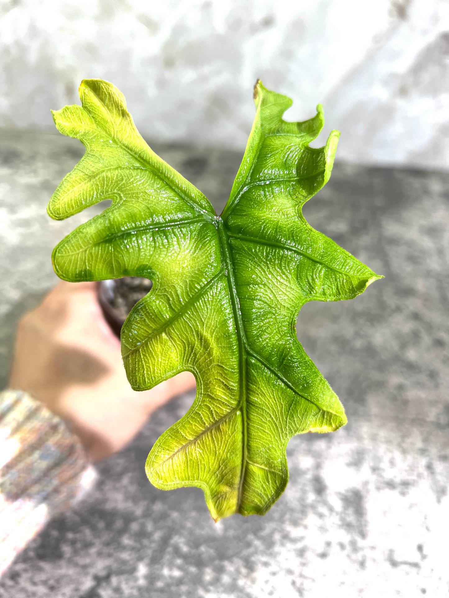 Alocasia Jacklyn rooted 1 leaf