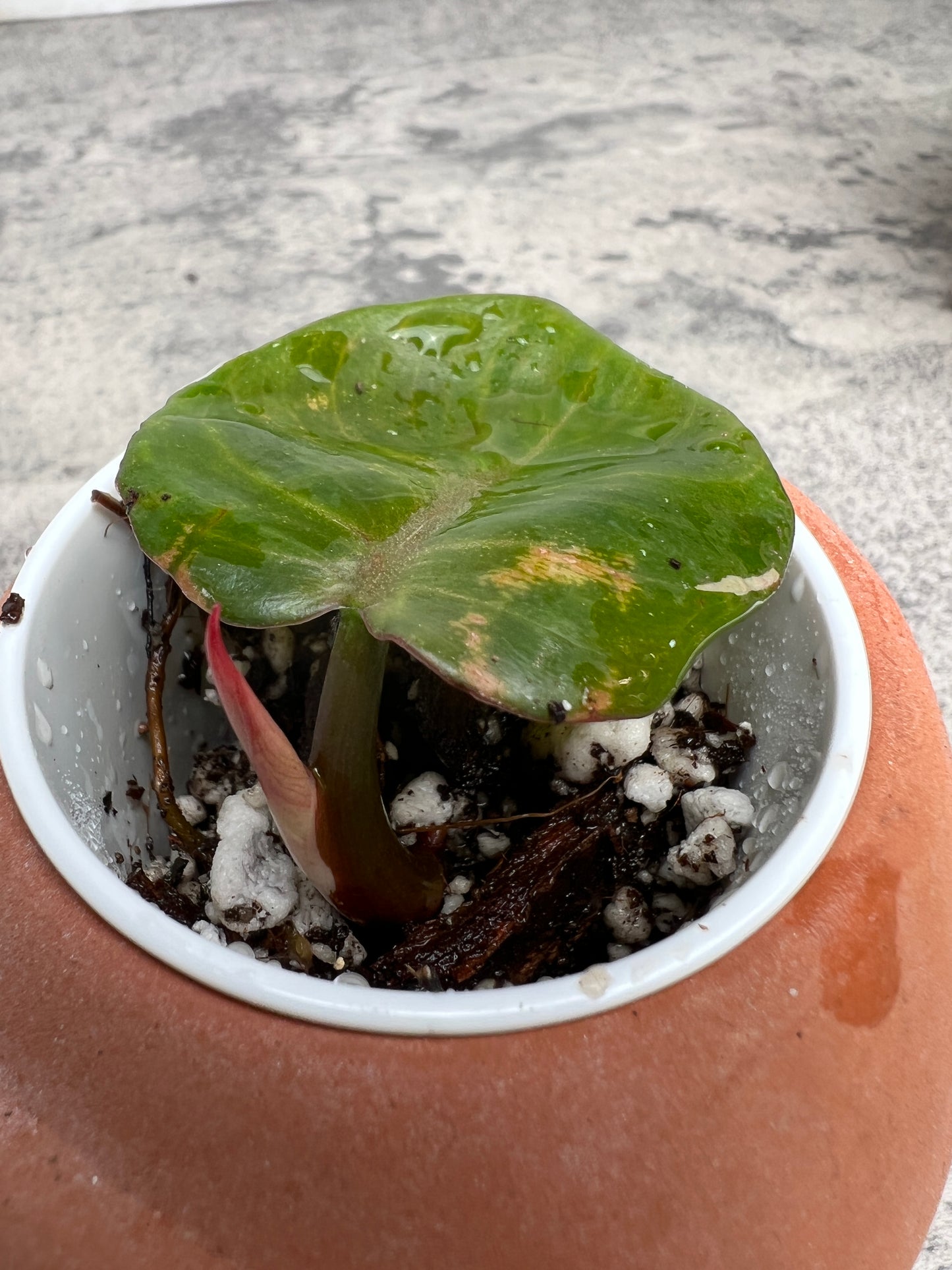 Philodendron white knight tricolor slightly rooted 1 leaf 1 sprout