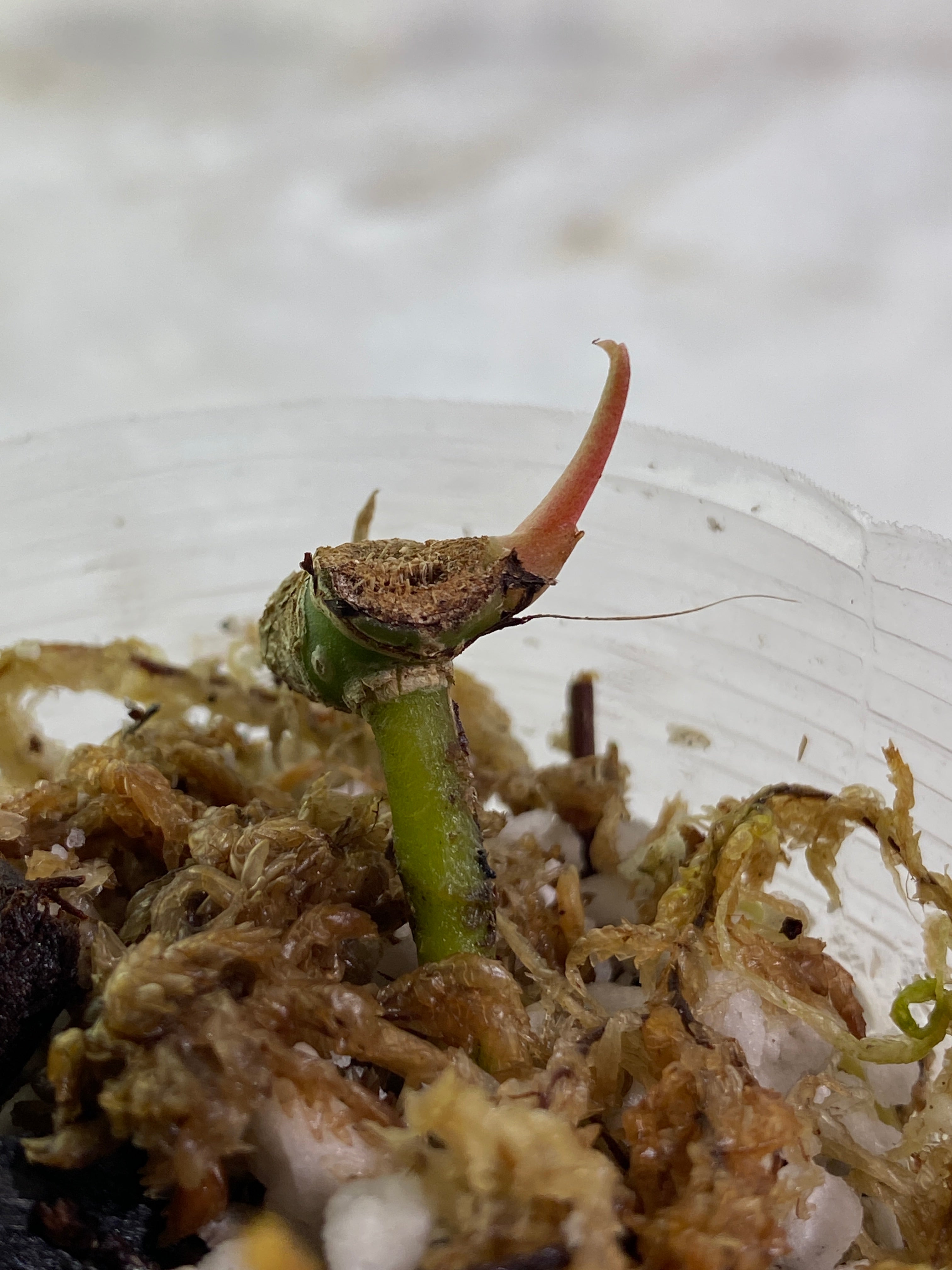 Anthurium papillilaminum rooted node 1 sprout