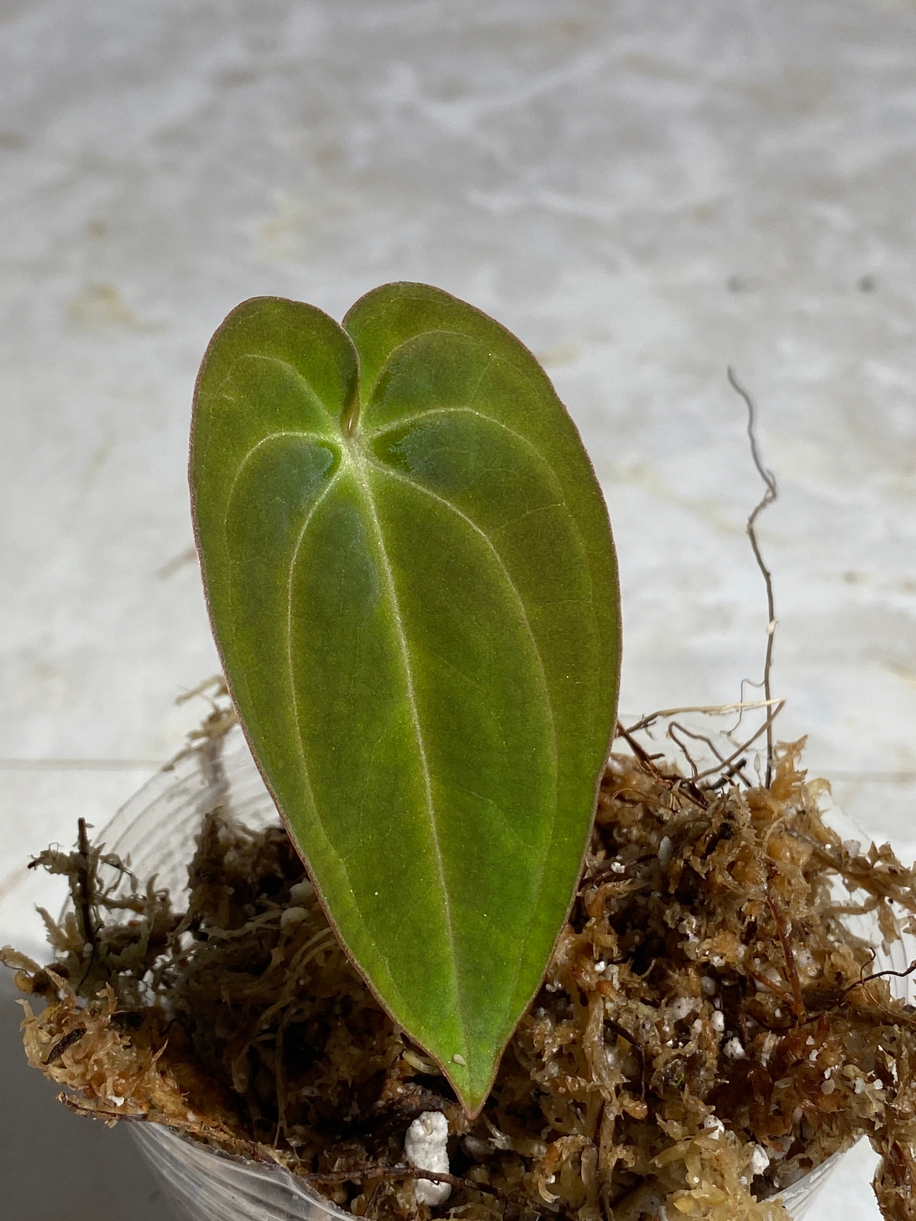 Anthurium Dark Phoenix slightly rooted