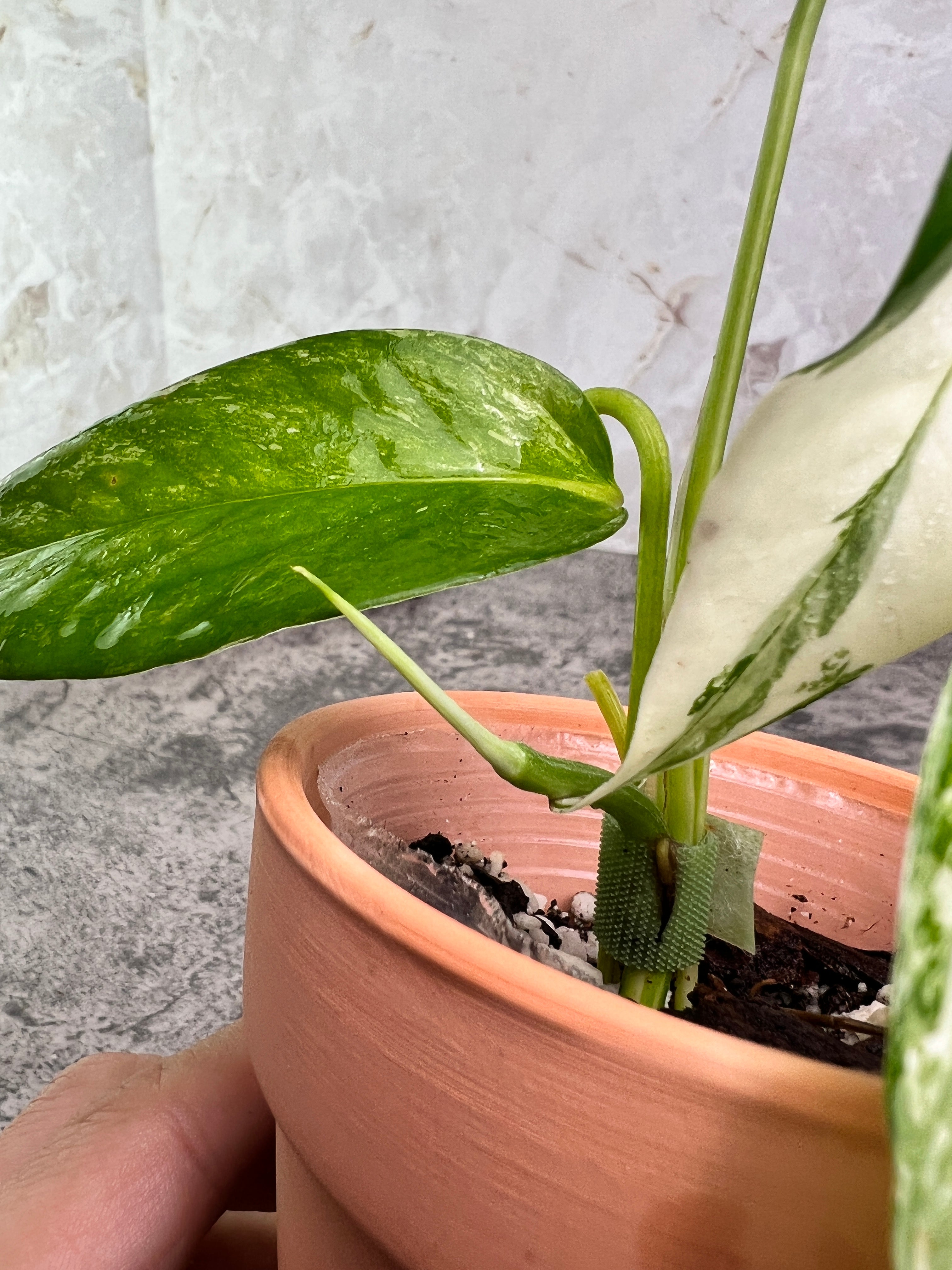 Epipremnum pinnatum variegated 3 leaves 1 sprout  rooted