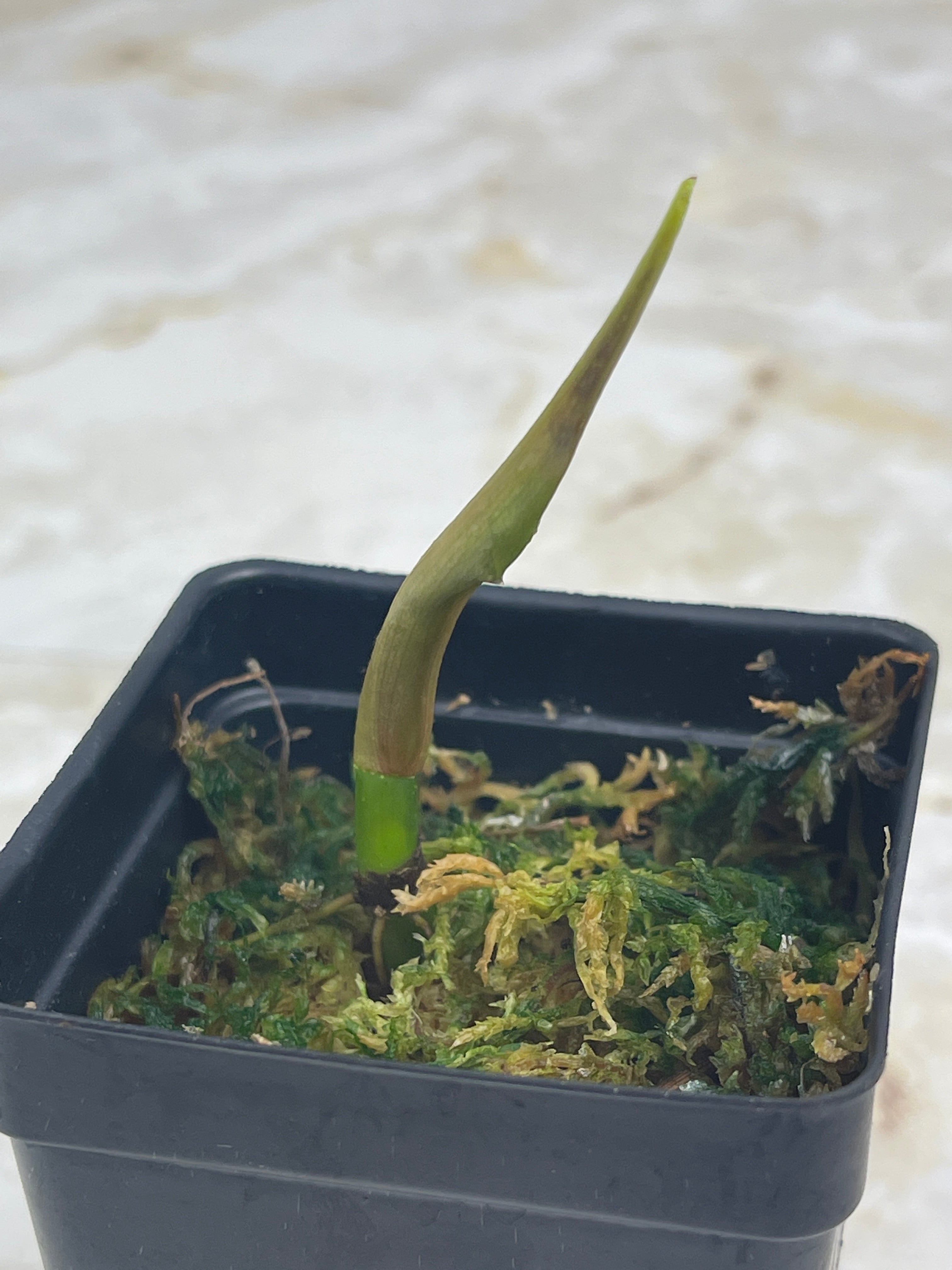 Philodendron verrucosum carmin