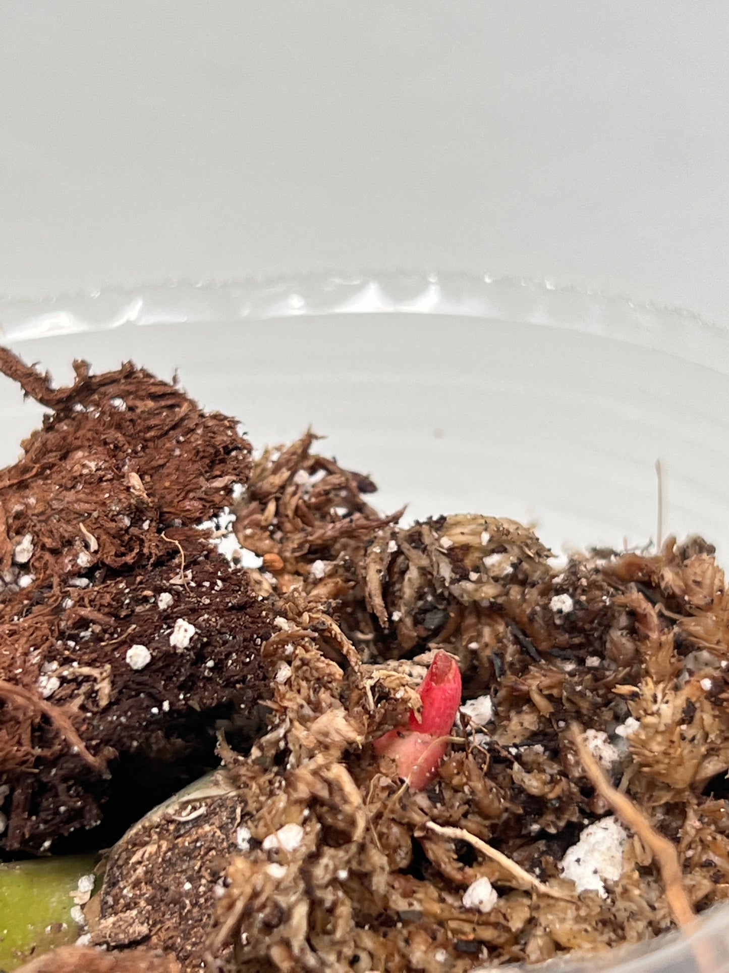 Grower Choice: Philodendron SnowDrifts 1 leaf 1 sprout Rooting