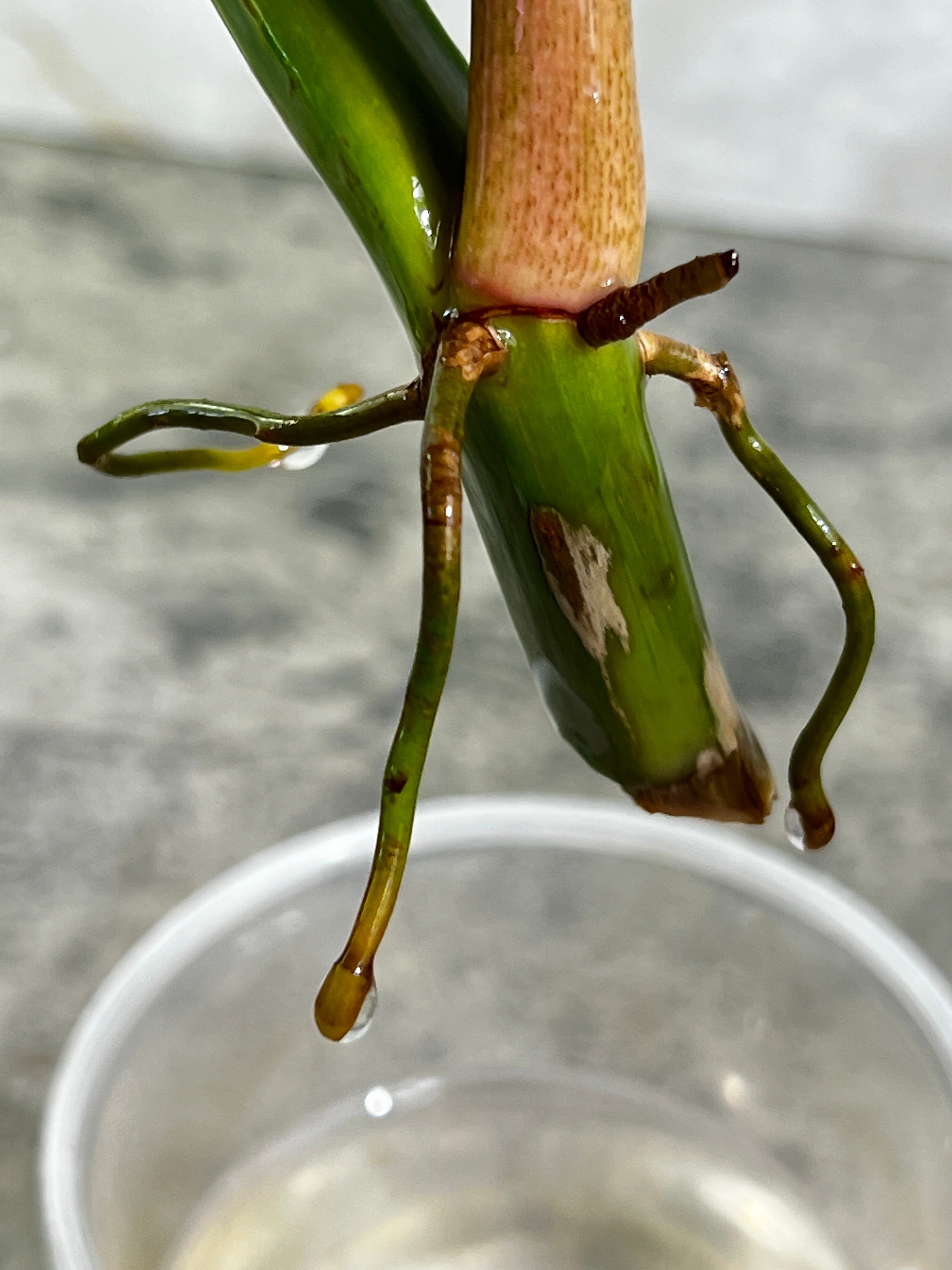 Philodendron Tortum rooting cutting 2 leaves  1 sprout top cutting