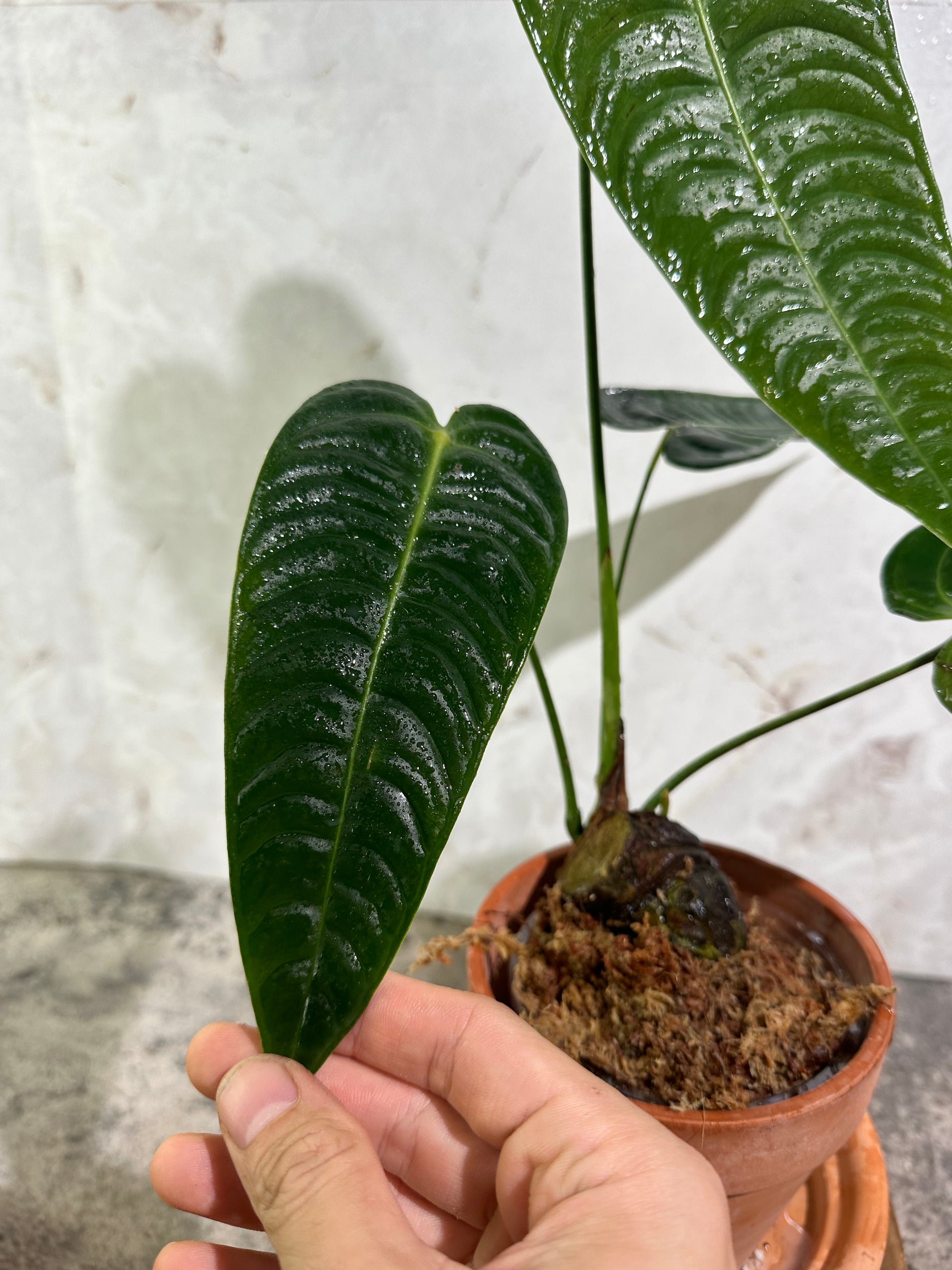 Anthurium veitchii super narrow Rooted – Leafy Soulmates