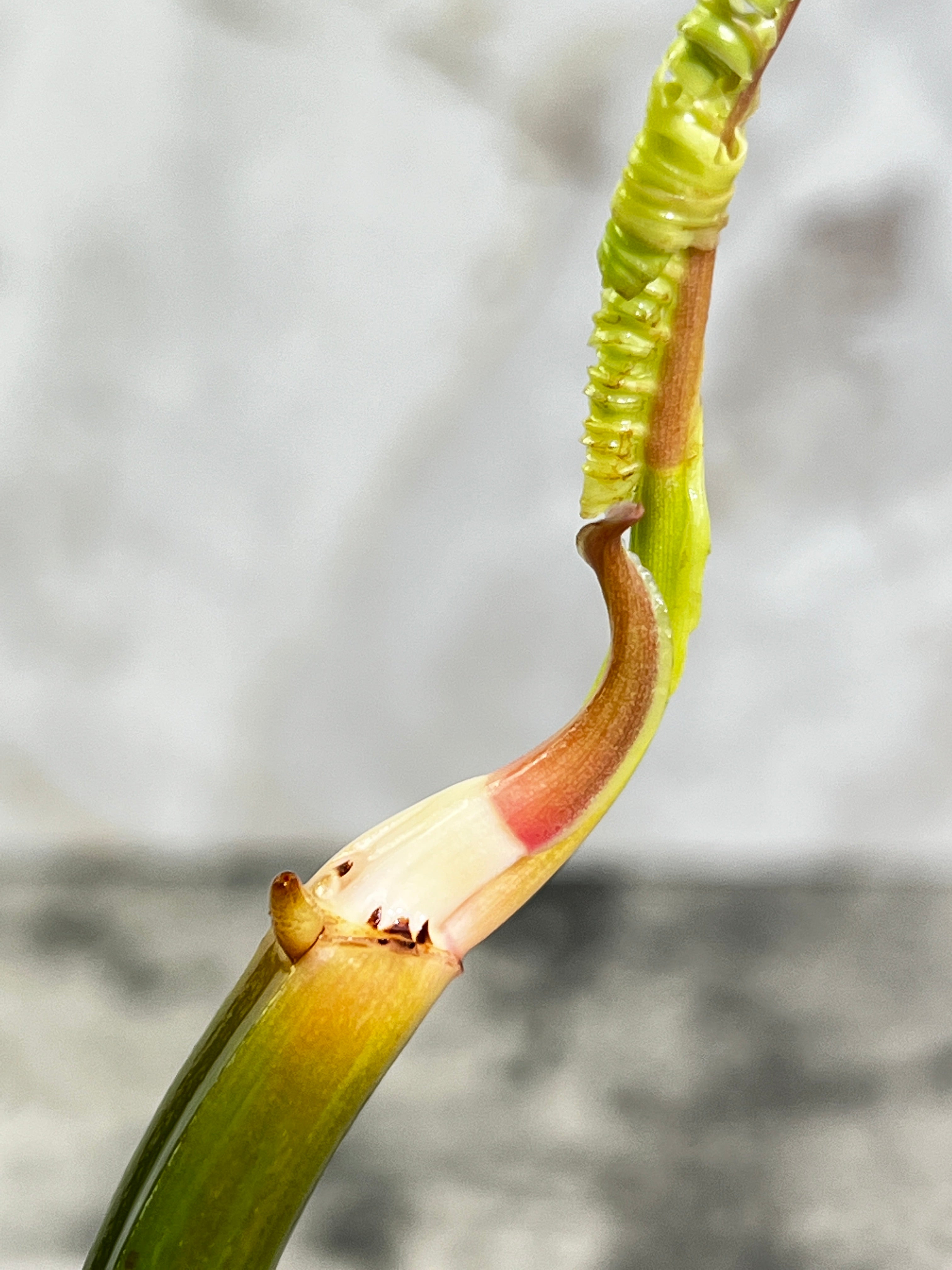 Philodendron Tortum rooting cutting 2 leaves  1 sprout top cutting