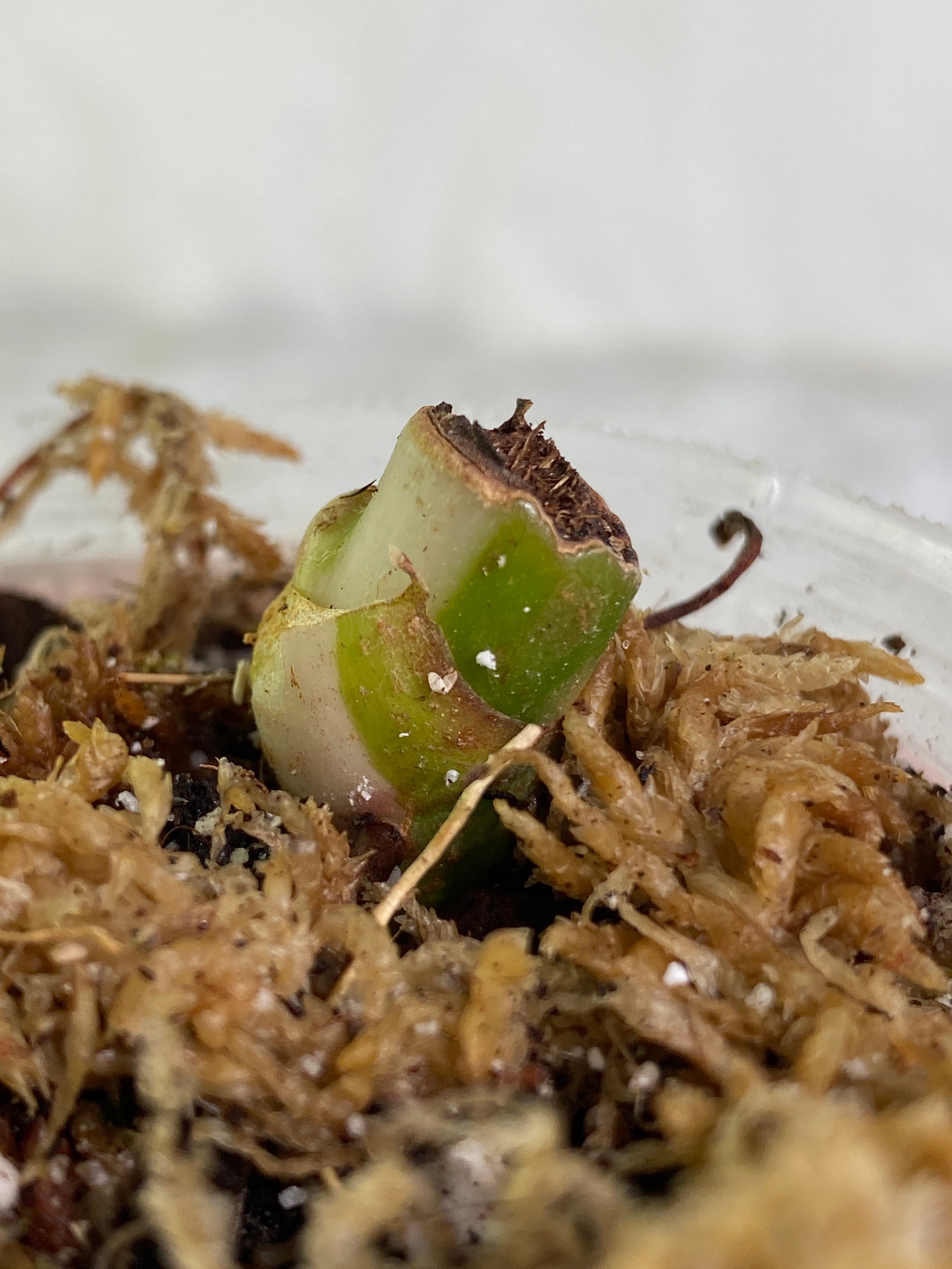 Philodendron white wizard rooted sprout