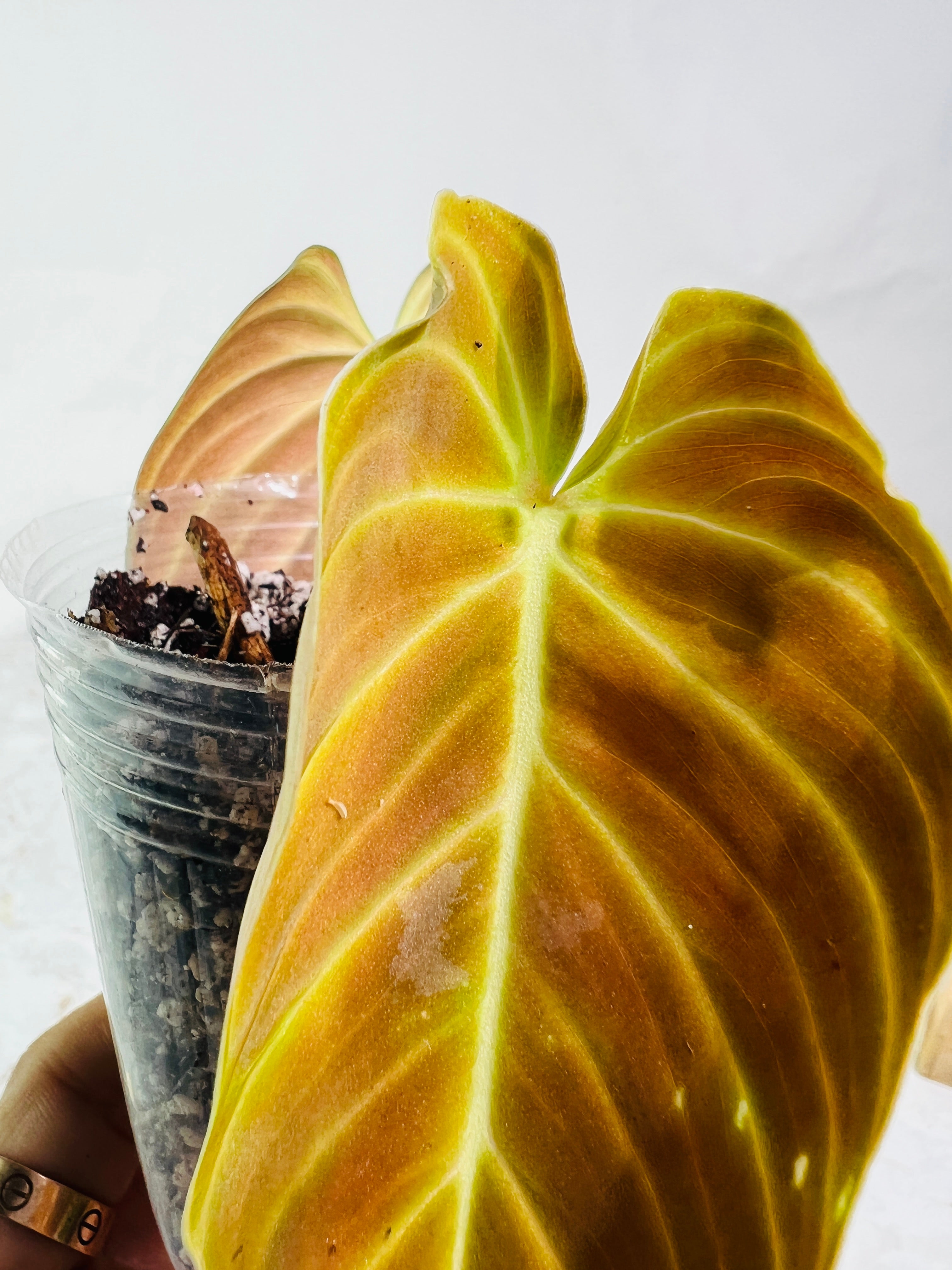 Philodendron splendid 2 leaves 1 sprout top cutting slightly rooted