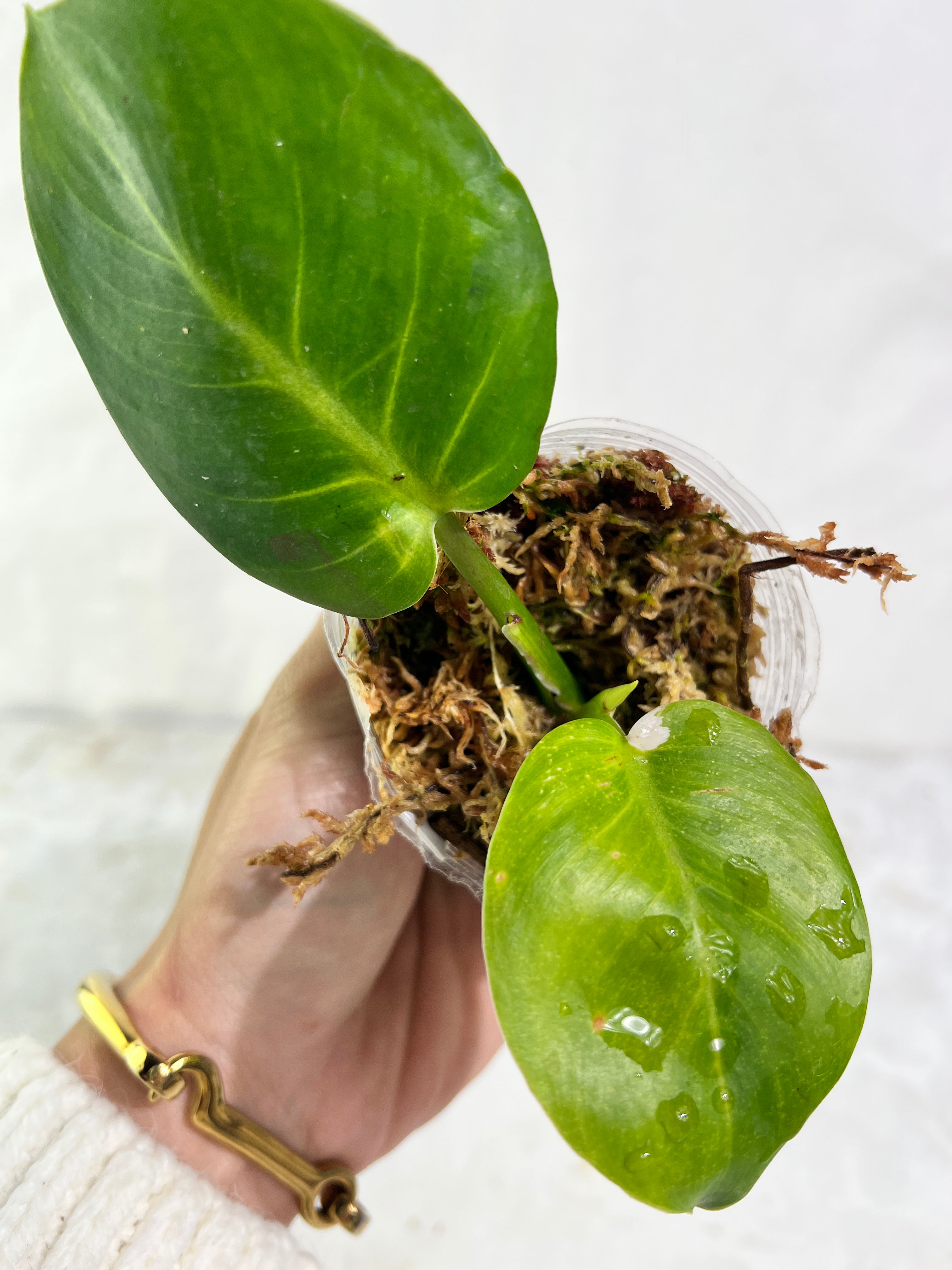 Philodendron white wizard slightly rooted  2 leaves 1 sprout top cutting