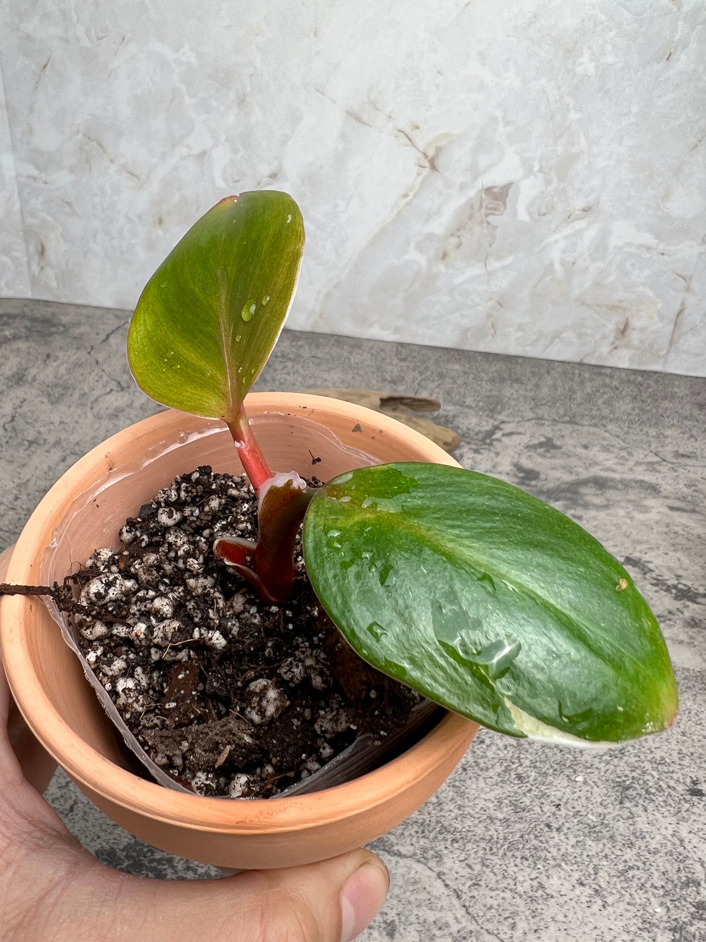 Philodendron white knight tricolor rooting 2 leaves 1 highly Variegated  sprout
