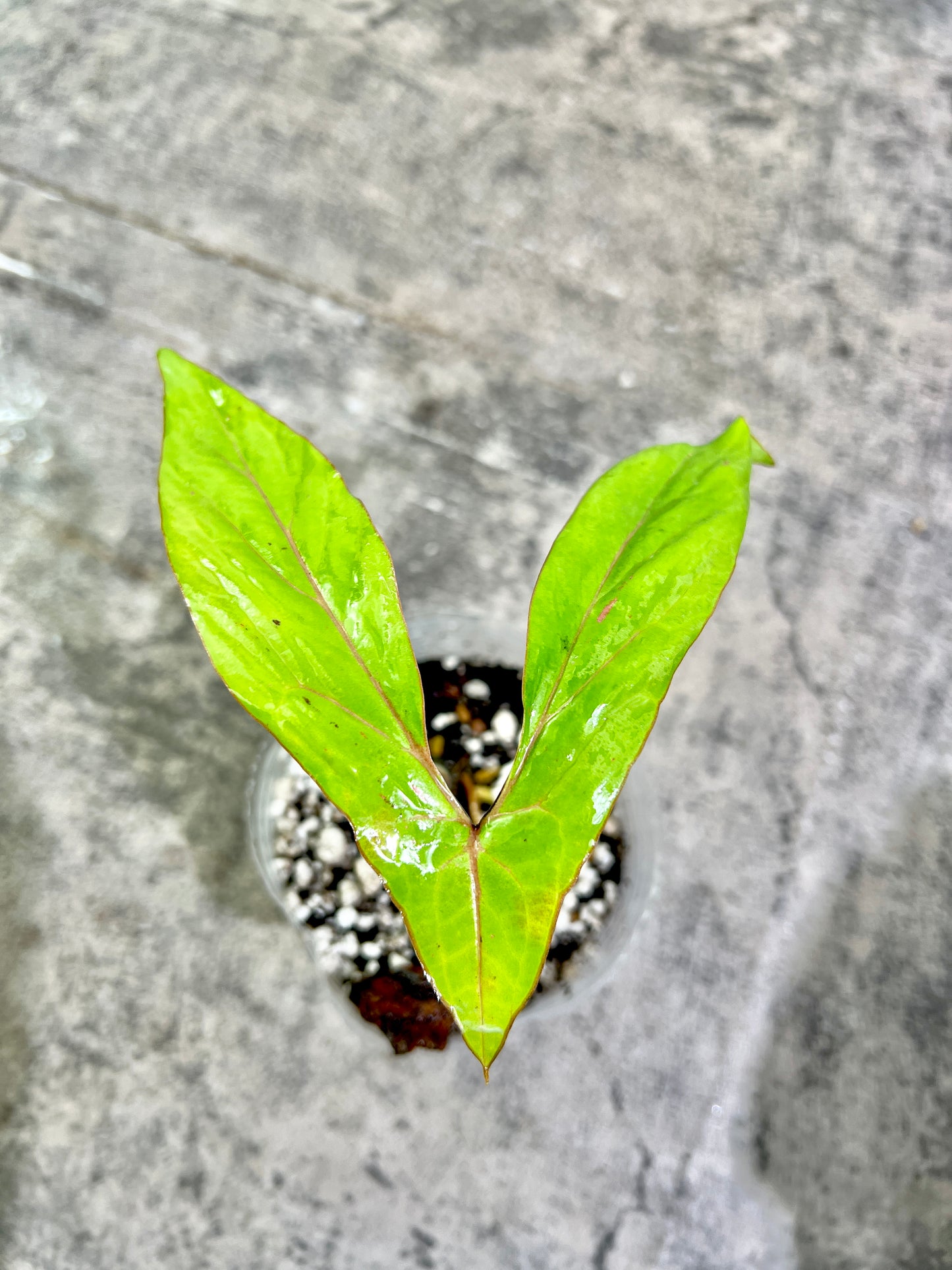Cyrtosperma Hambalii rooted 1 leaf