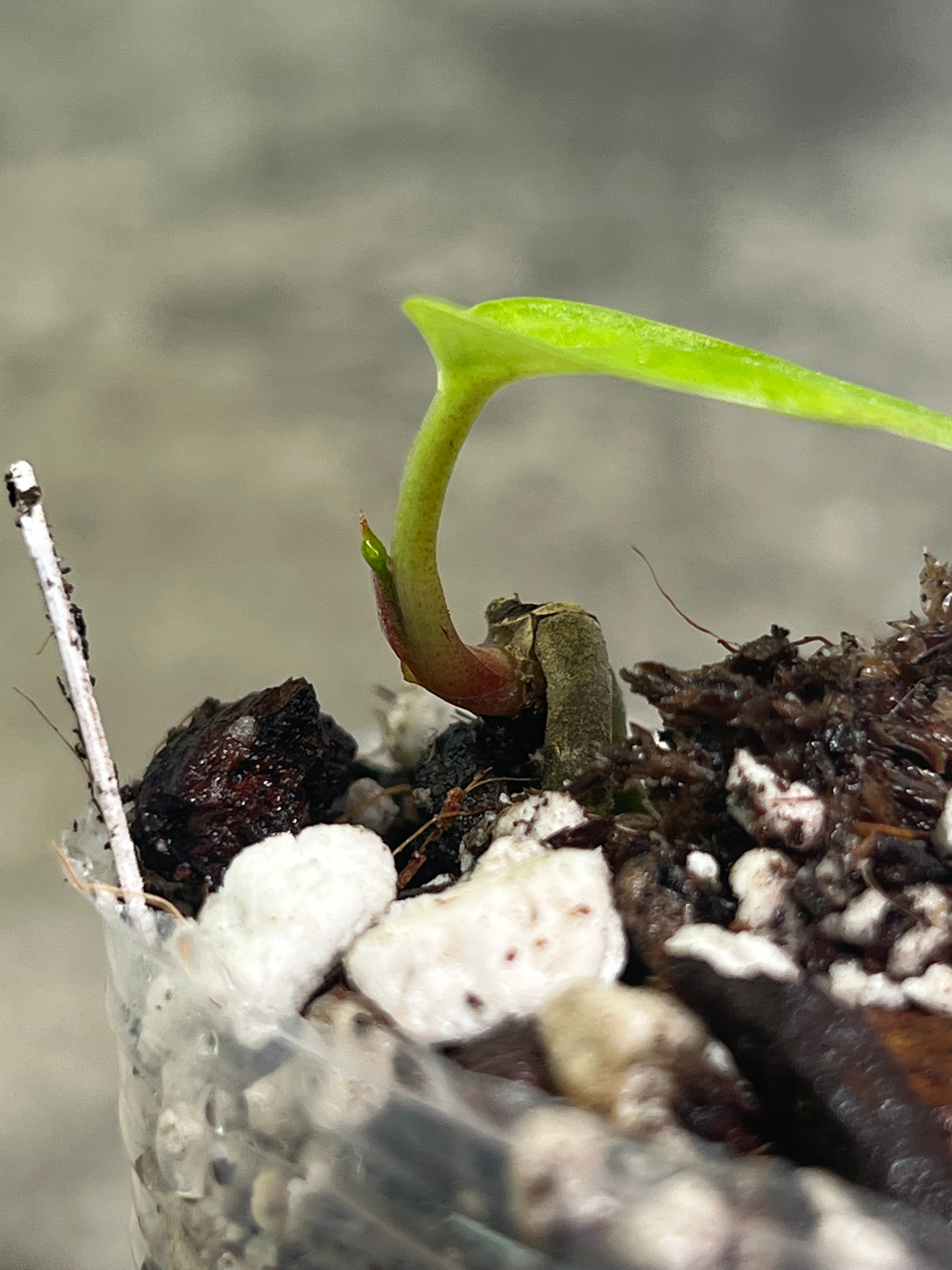 Anthurium dark phoenix rooted 1 leaf