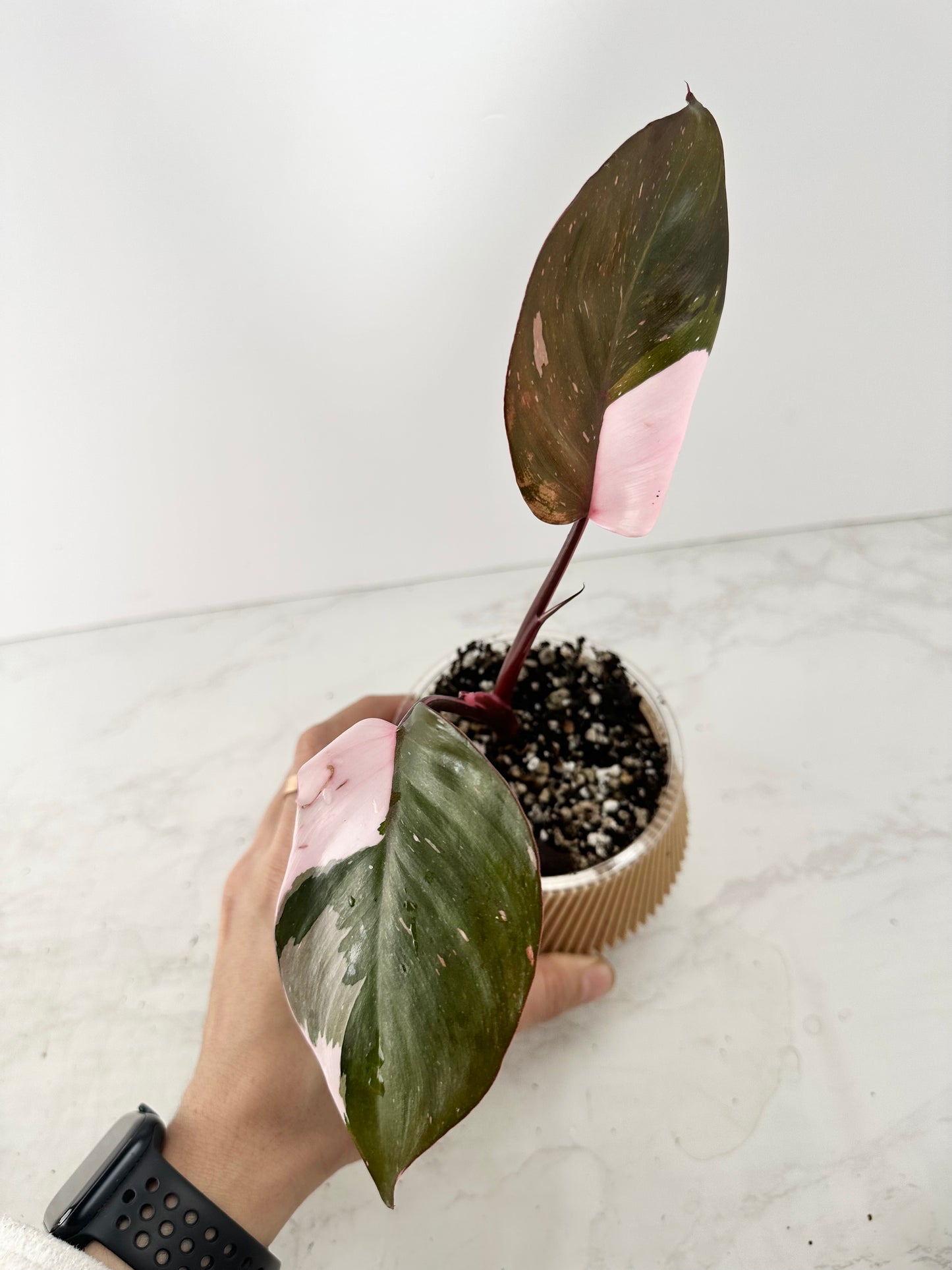 Philodendron red Anderson rooting node