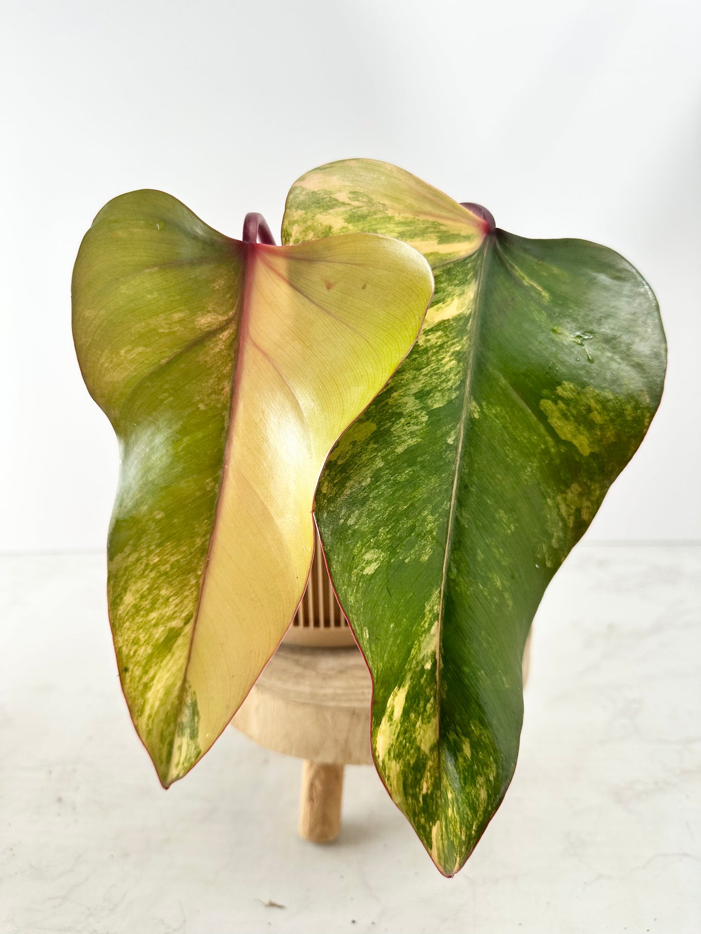 Philodendron strawberry shake slightly rooted top cutting 2 leaves highly Variegated