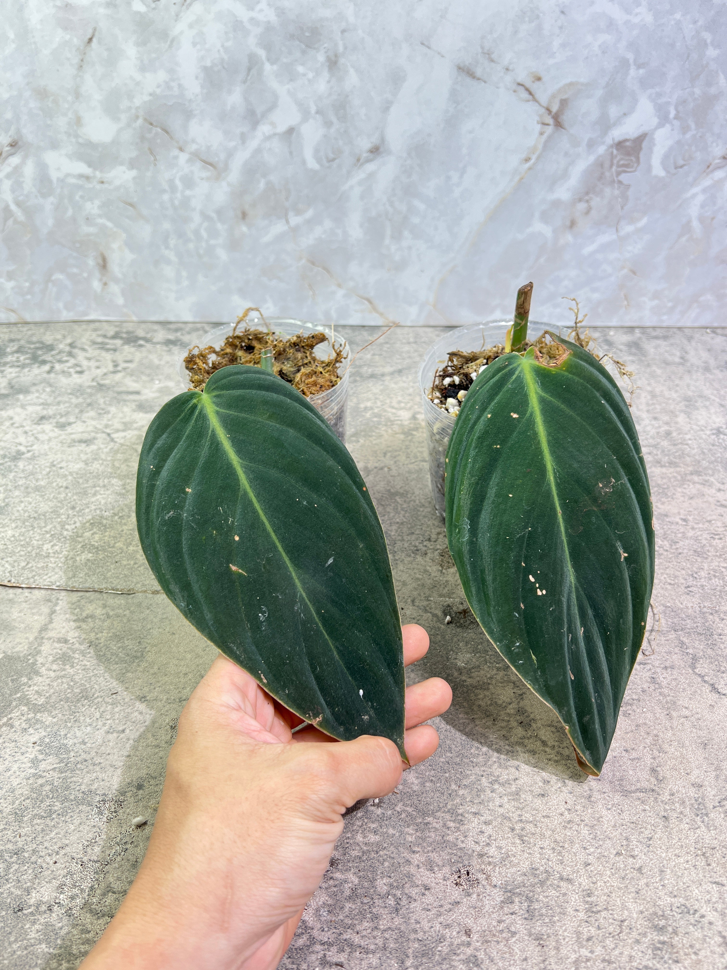 Grower Choice:  Philodendron gigas rooted