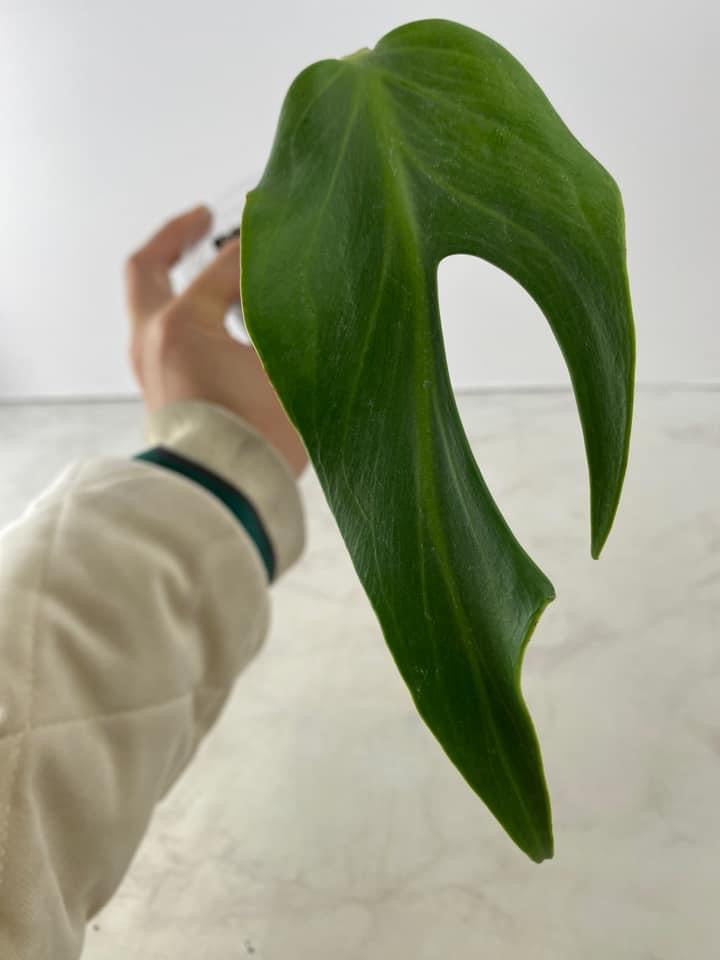 Monstera burle marx flame 1 leaf