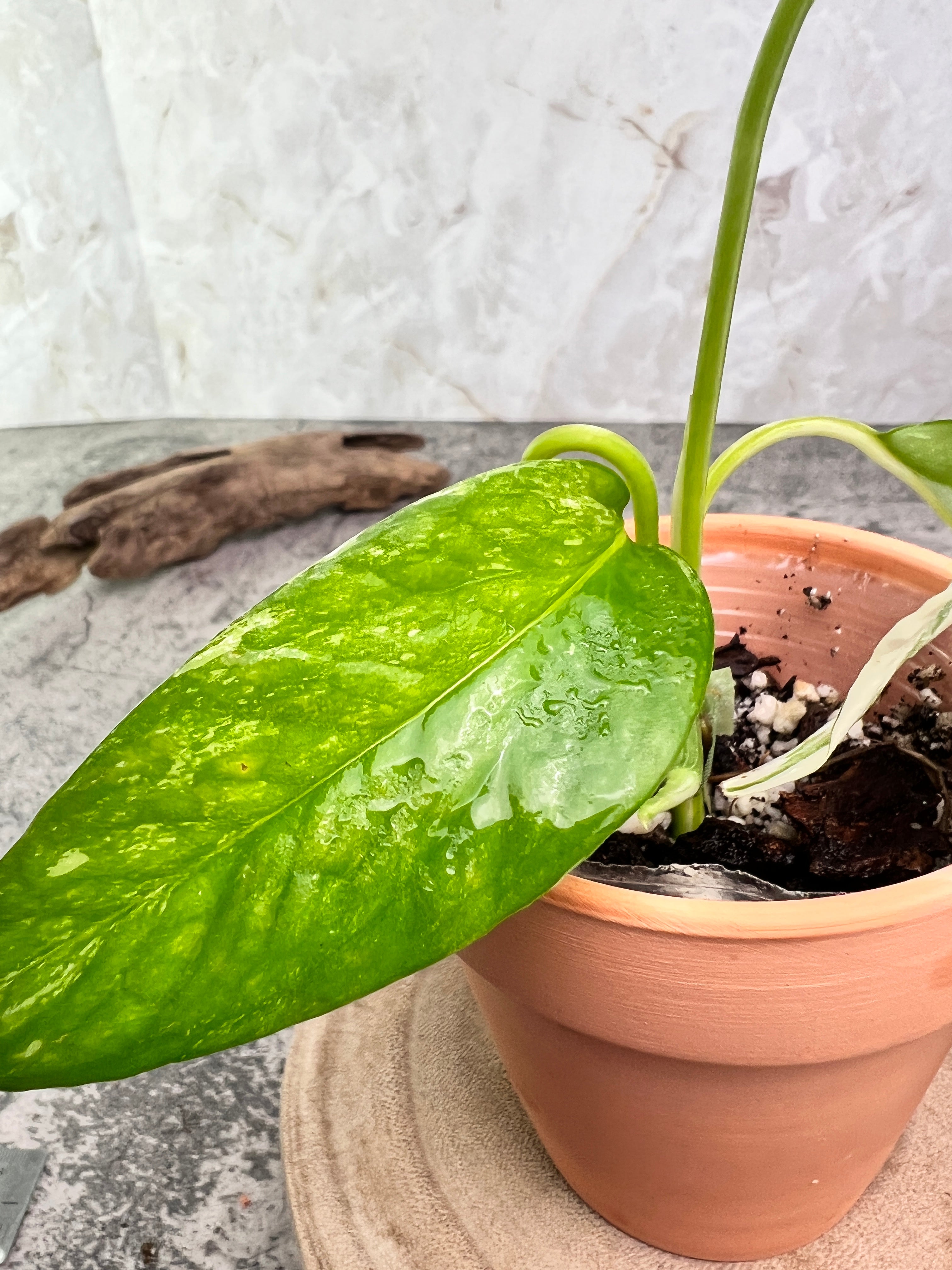 Epipremnum pinnatum variegated 3 leaves 1 sprout  rooted