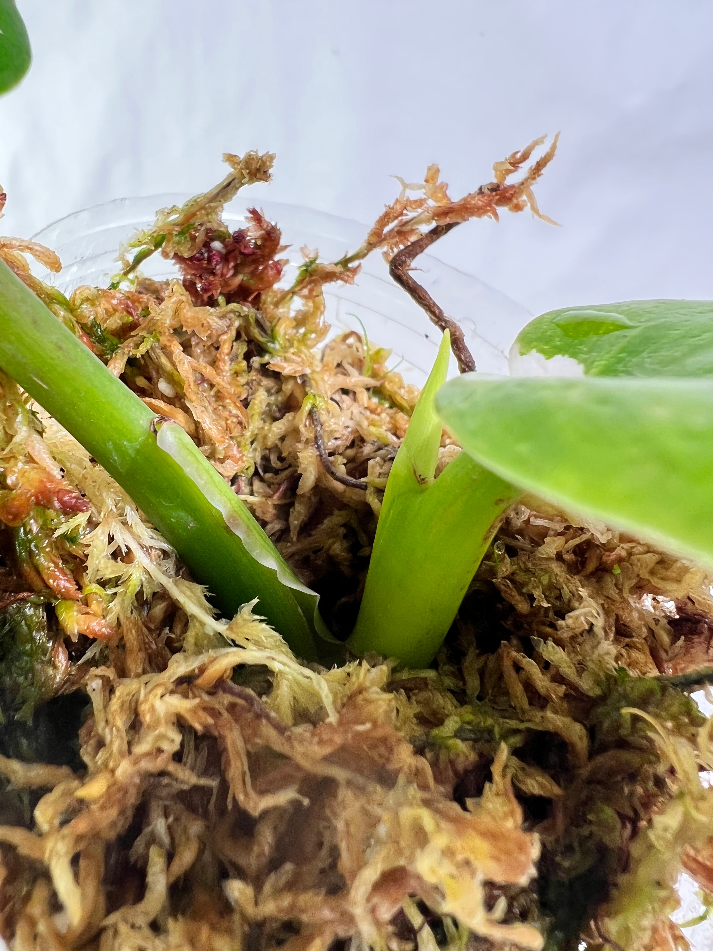 Philodendron white wizard slightly rooted  2 leaves 1 sprout top cutting