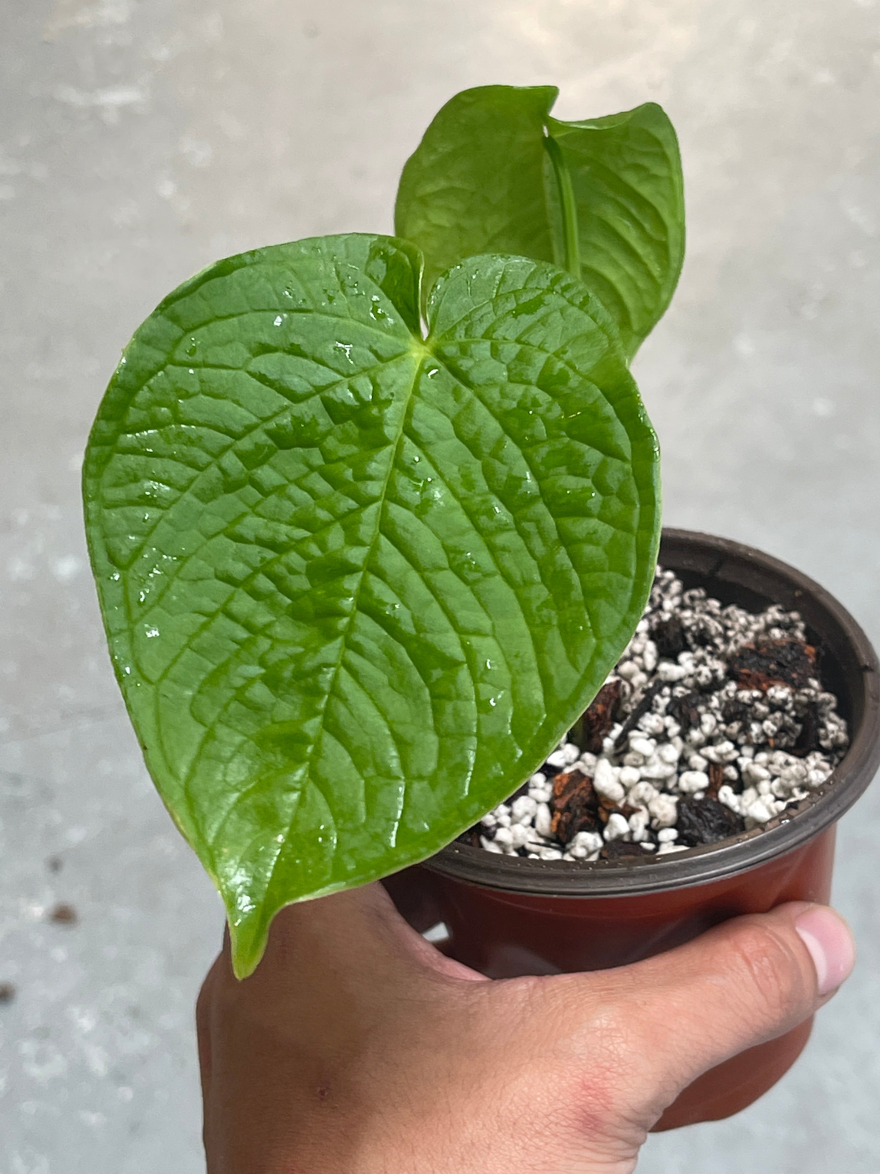 Anthurium Rugulosum rooted