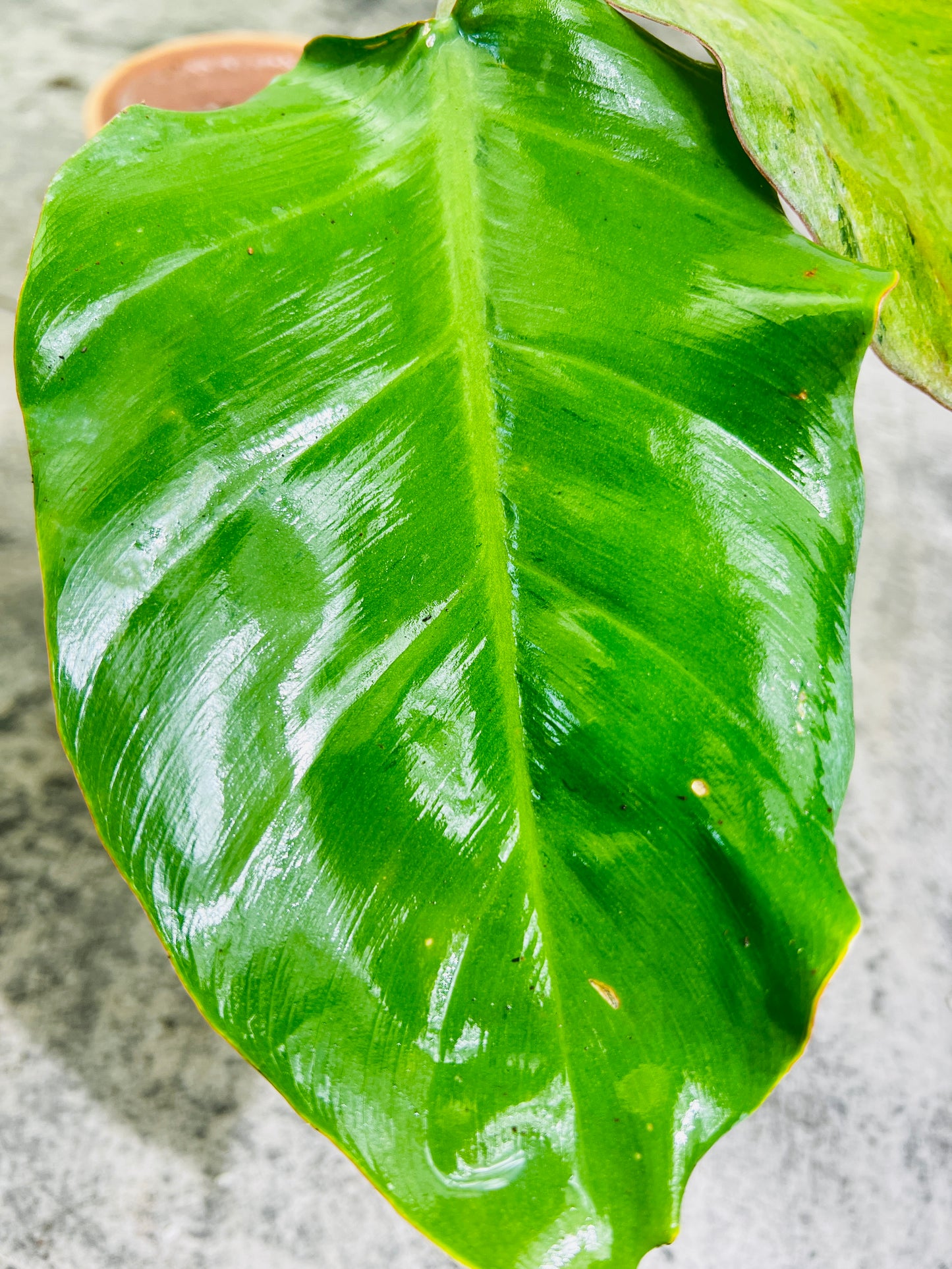 Philodendron snowdrifts slightly rooted 2 leaves