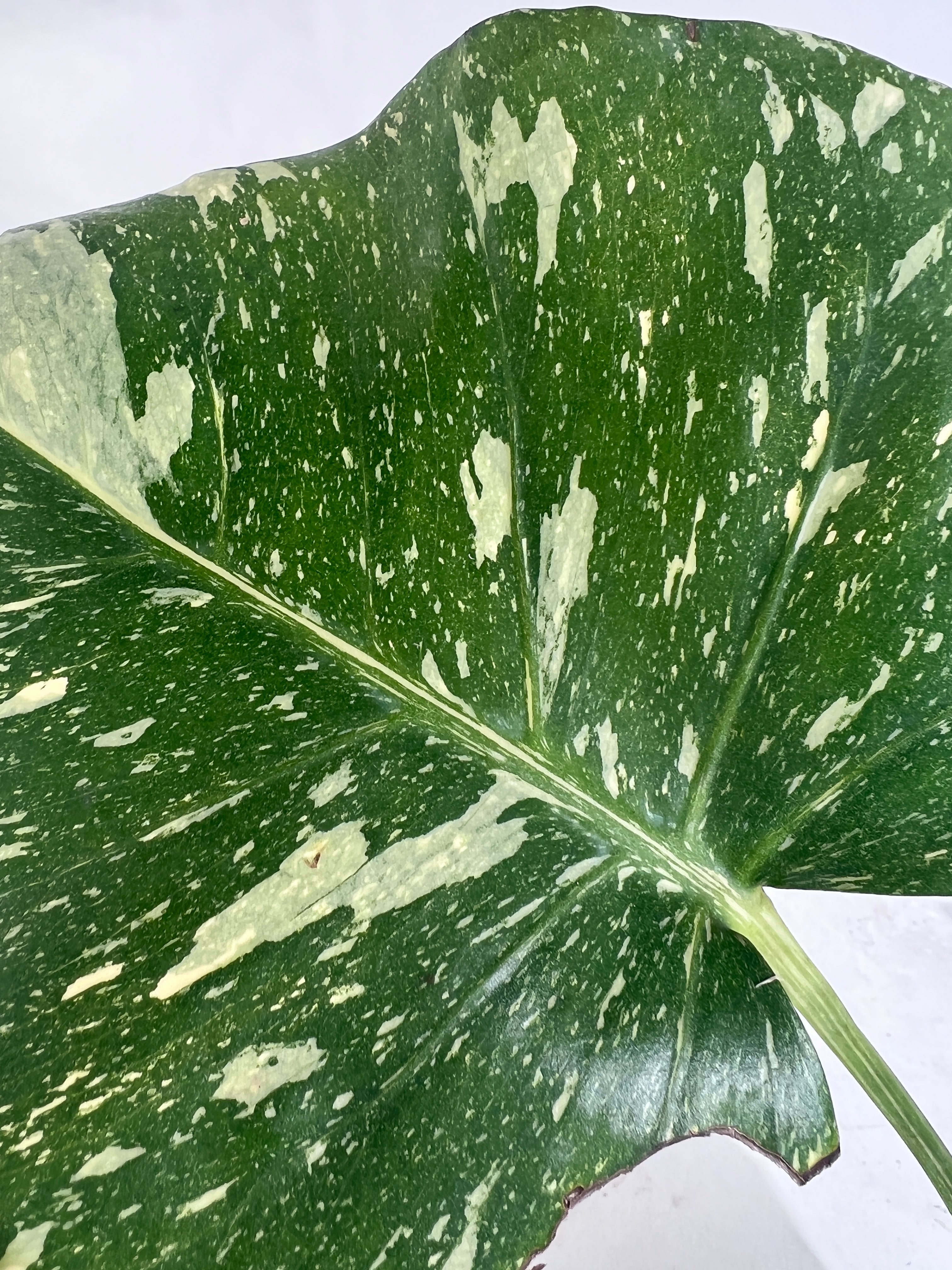 Monstera Thai Constellation Slightly 1 leaf Slightly Rooted