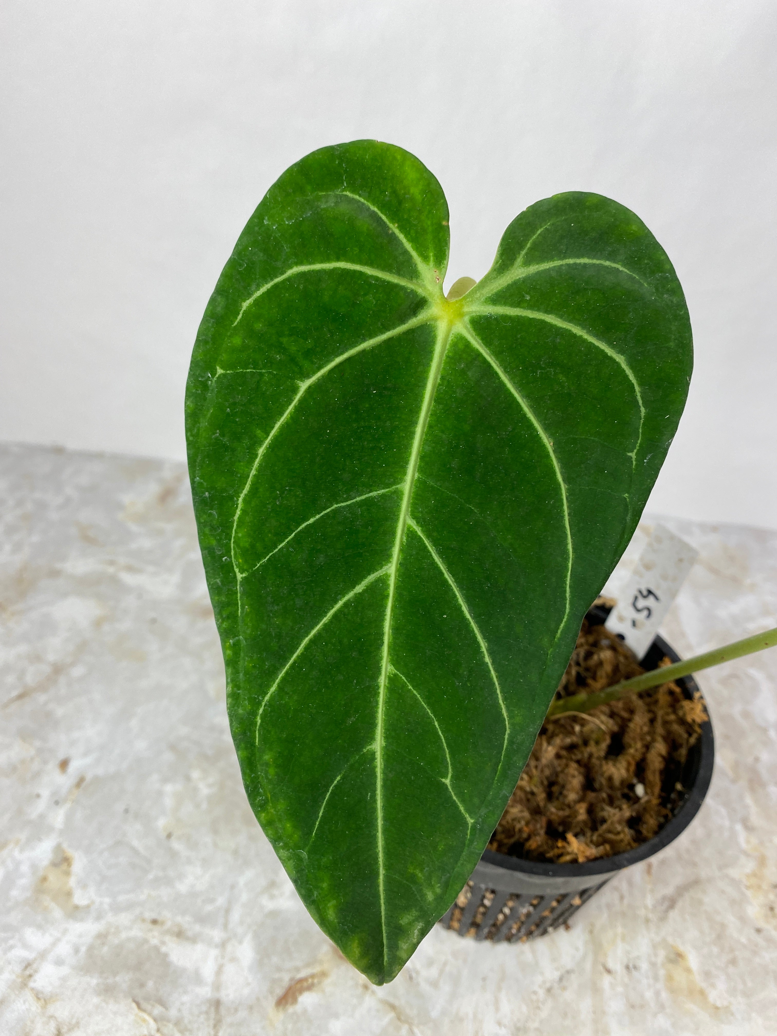 Anthurium regale