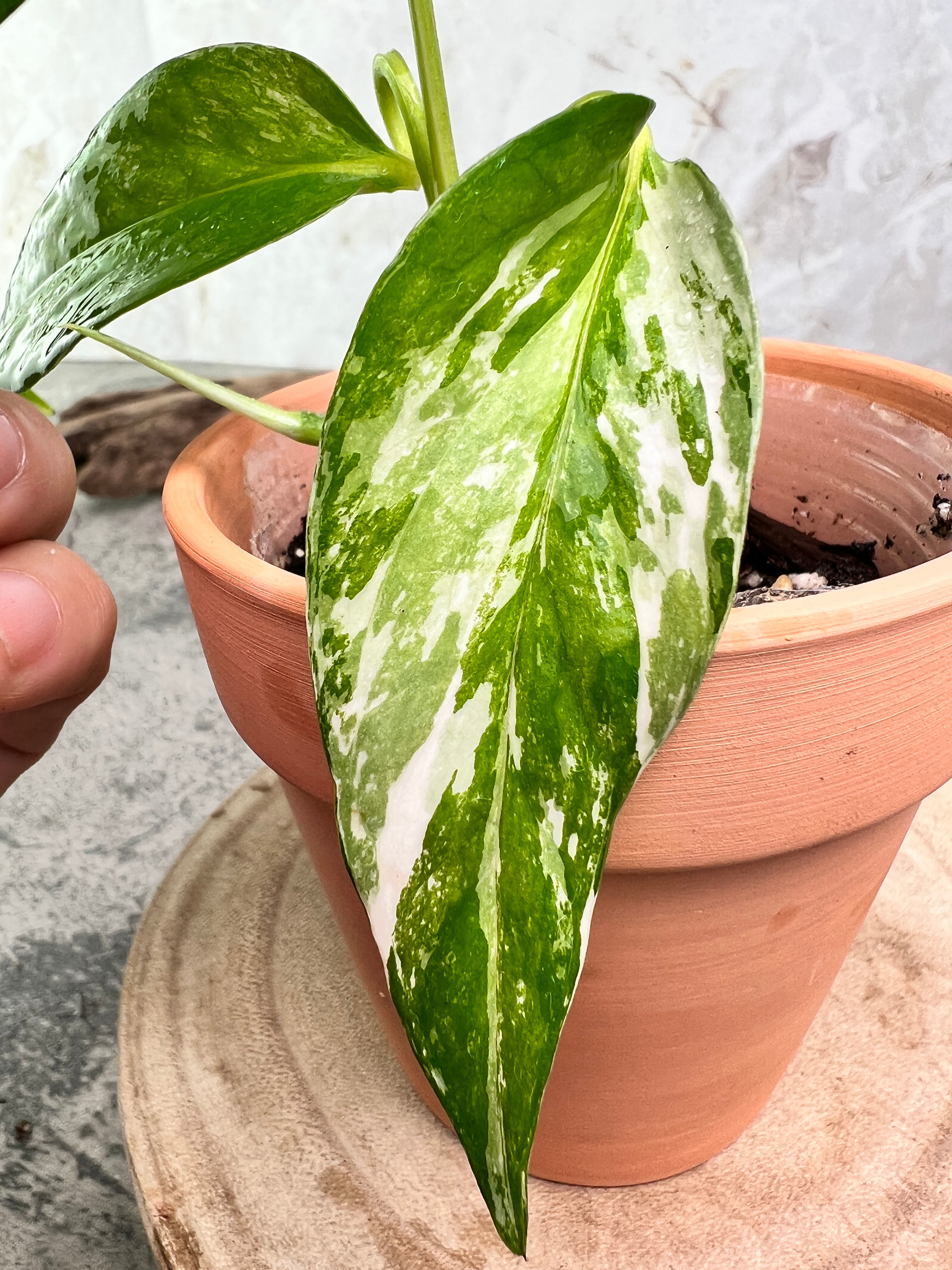 Epipremnum pinnatum variegated 3 leaves 1 sprout  rooted