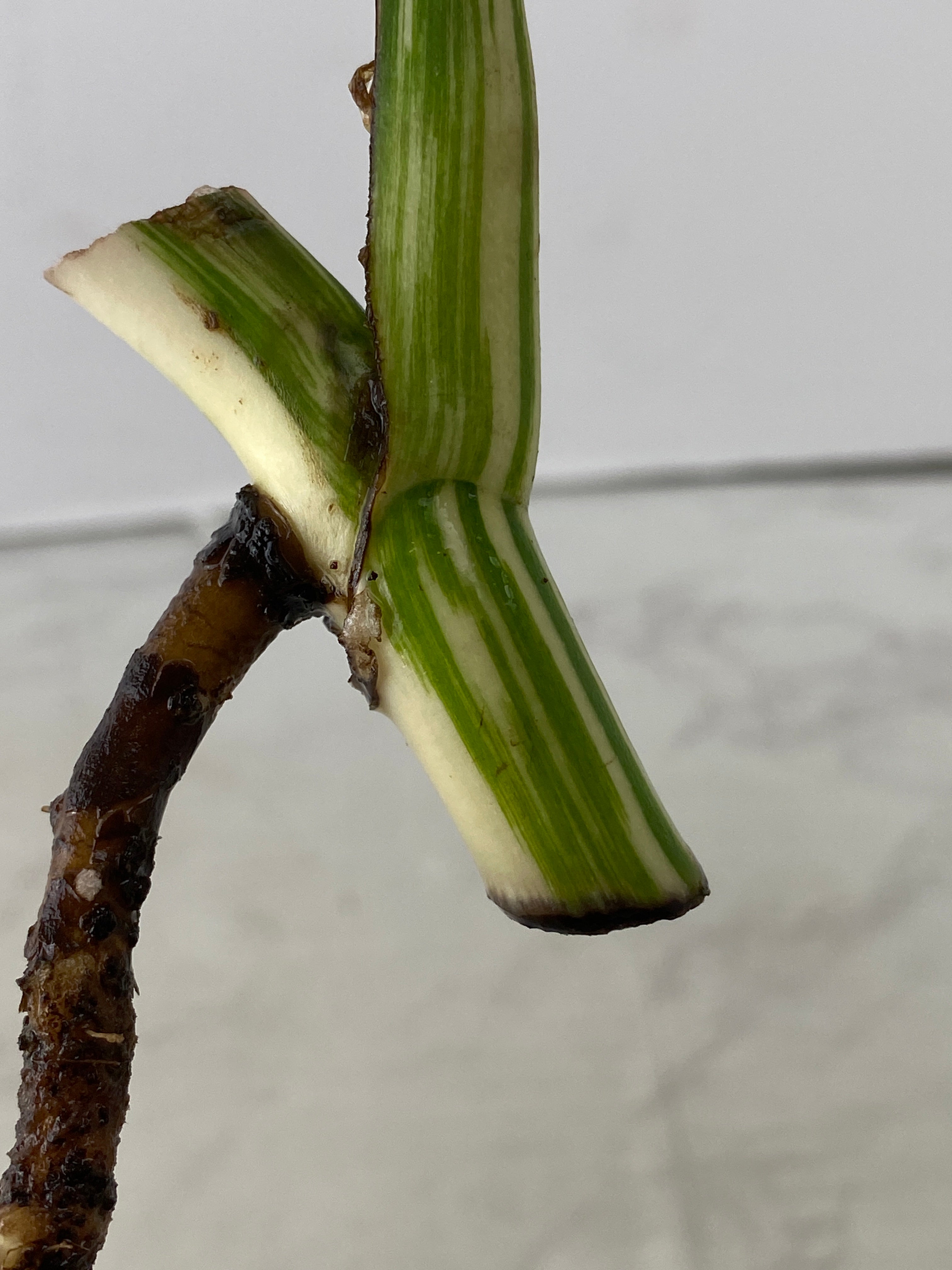 Monstera white tiger 1 leaf