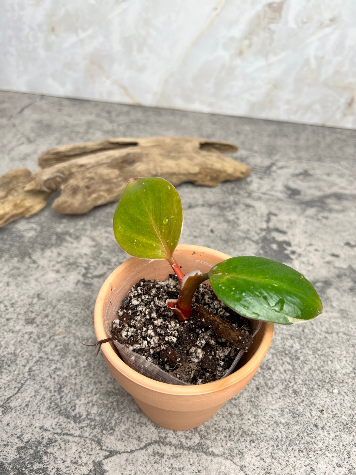 Philodendron white knight tricolor rooting 2 leaves 1 highly Variegated  sprout